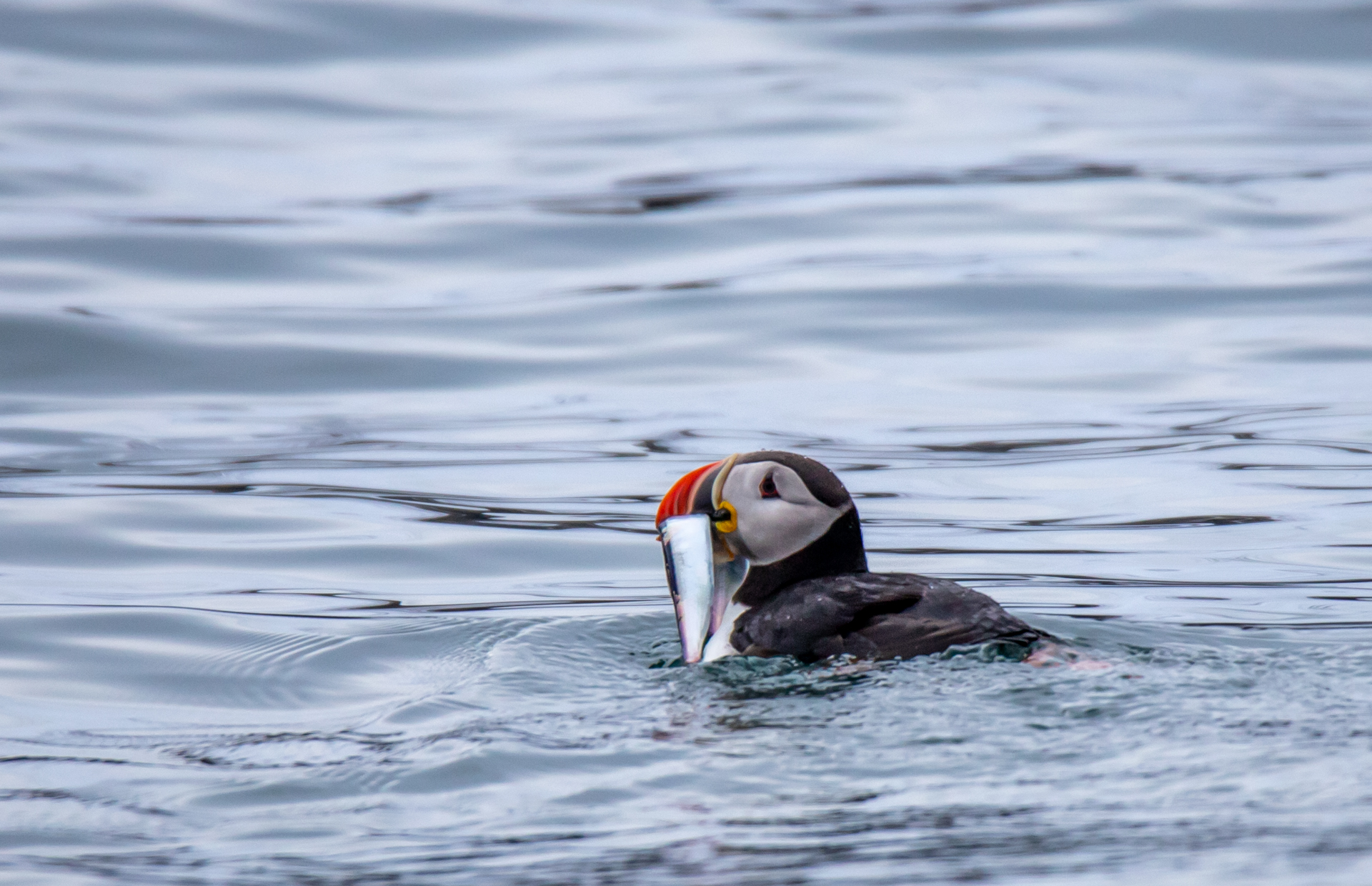 Puffin tra i fiordi