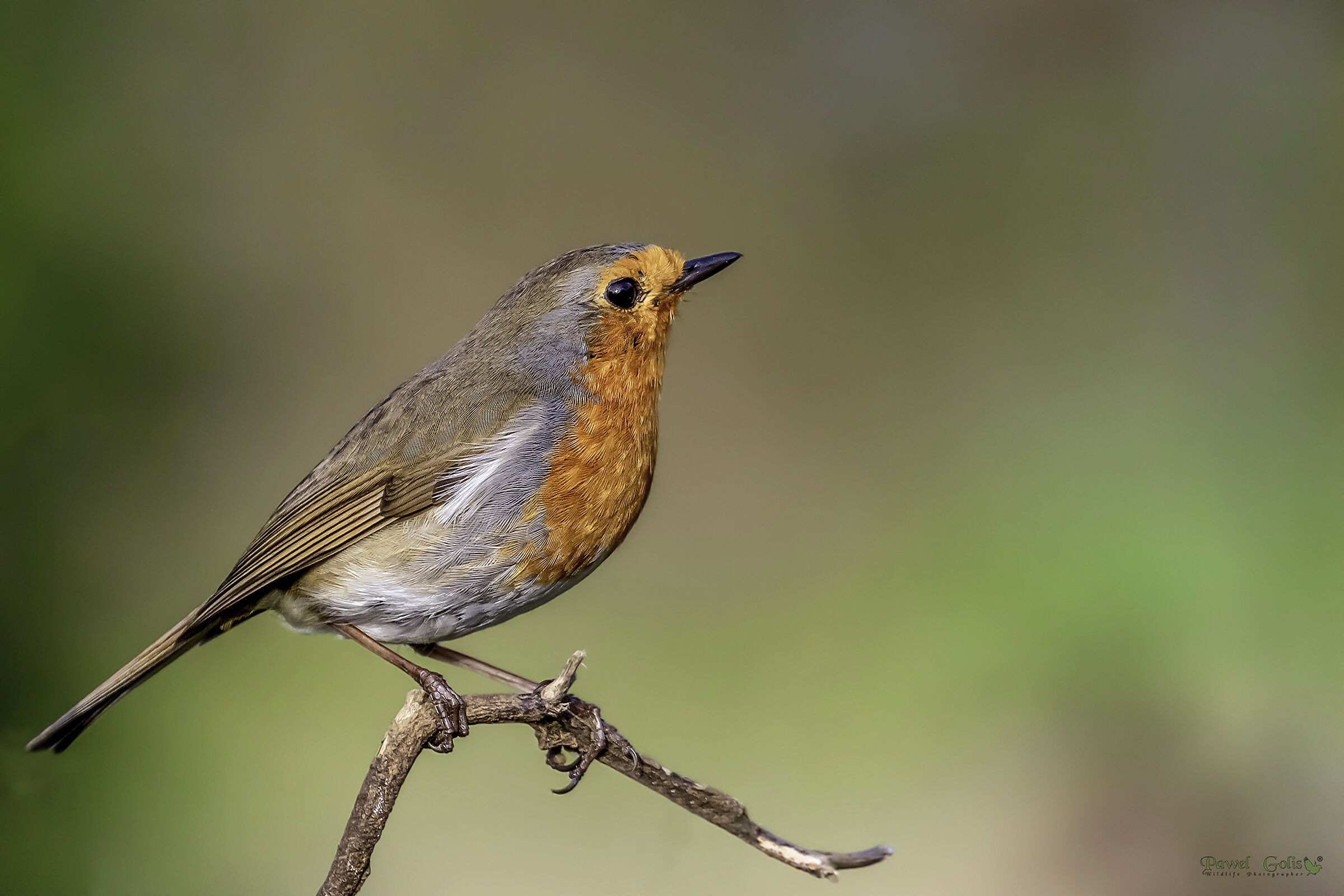 Pettirosso europeo (Erithacus rubecula)