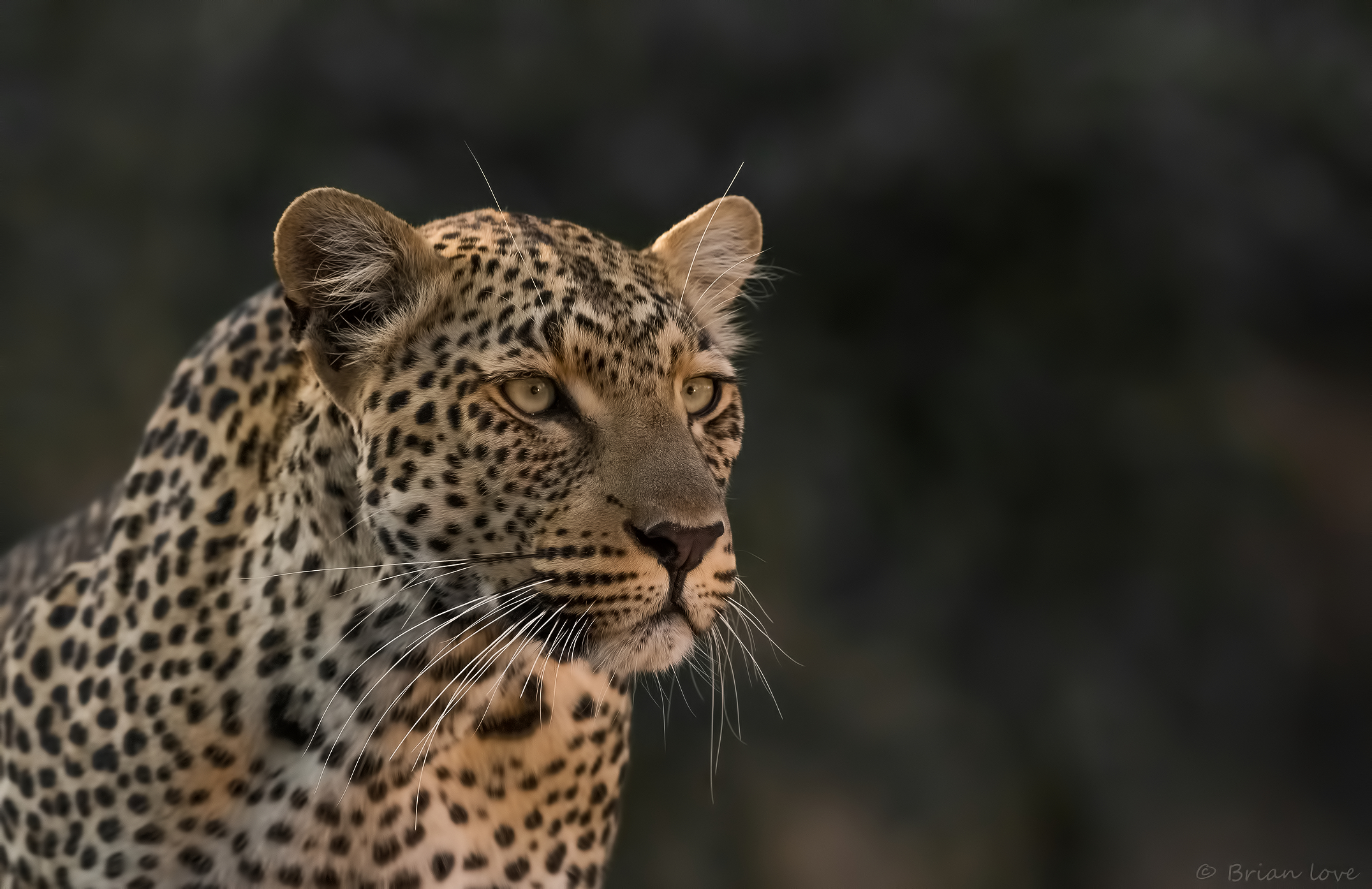 Tiyani Il mio leopardo preferito