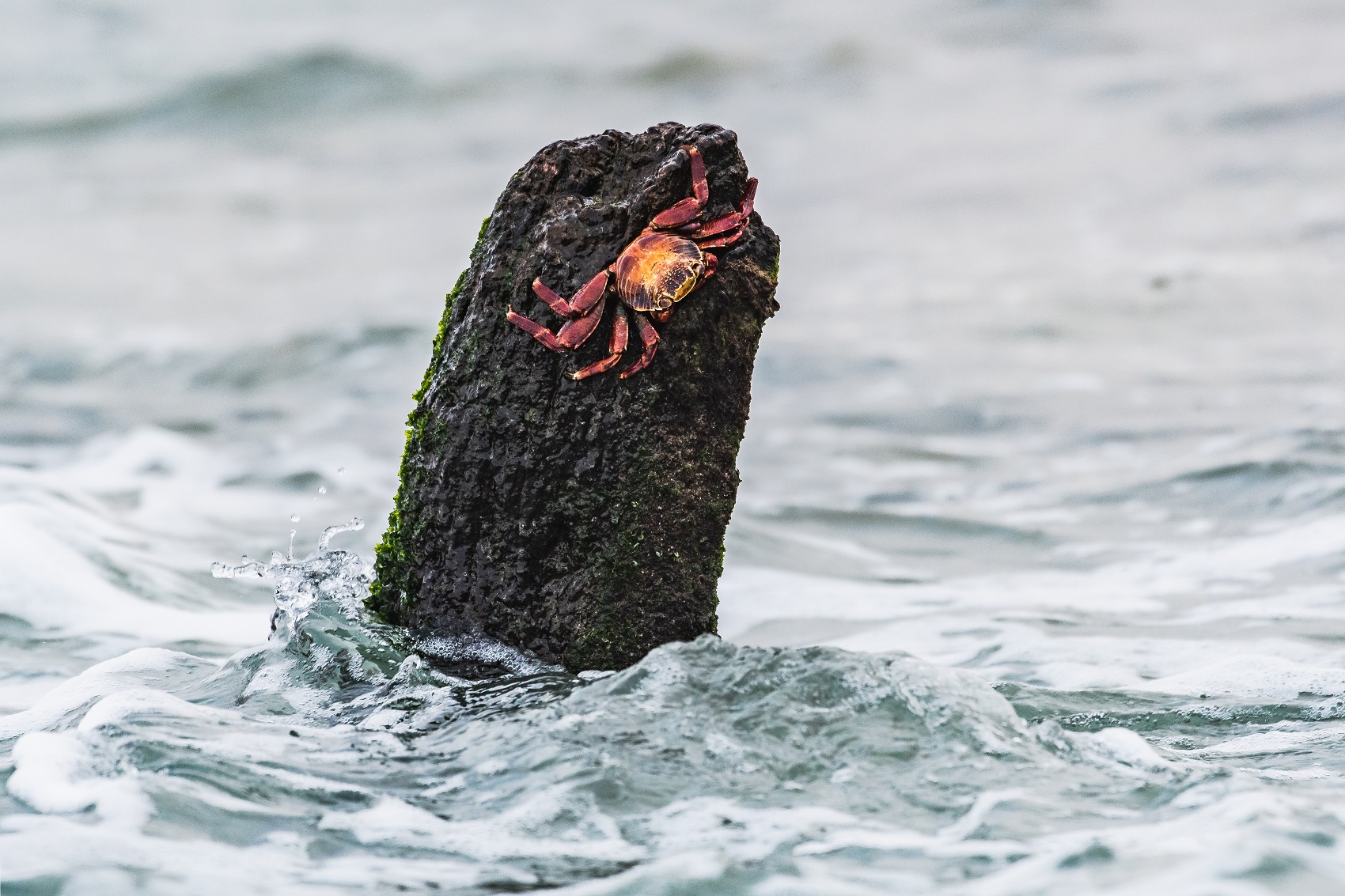 Ho preso un granchio