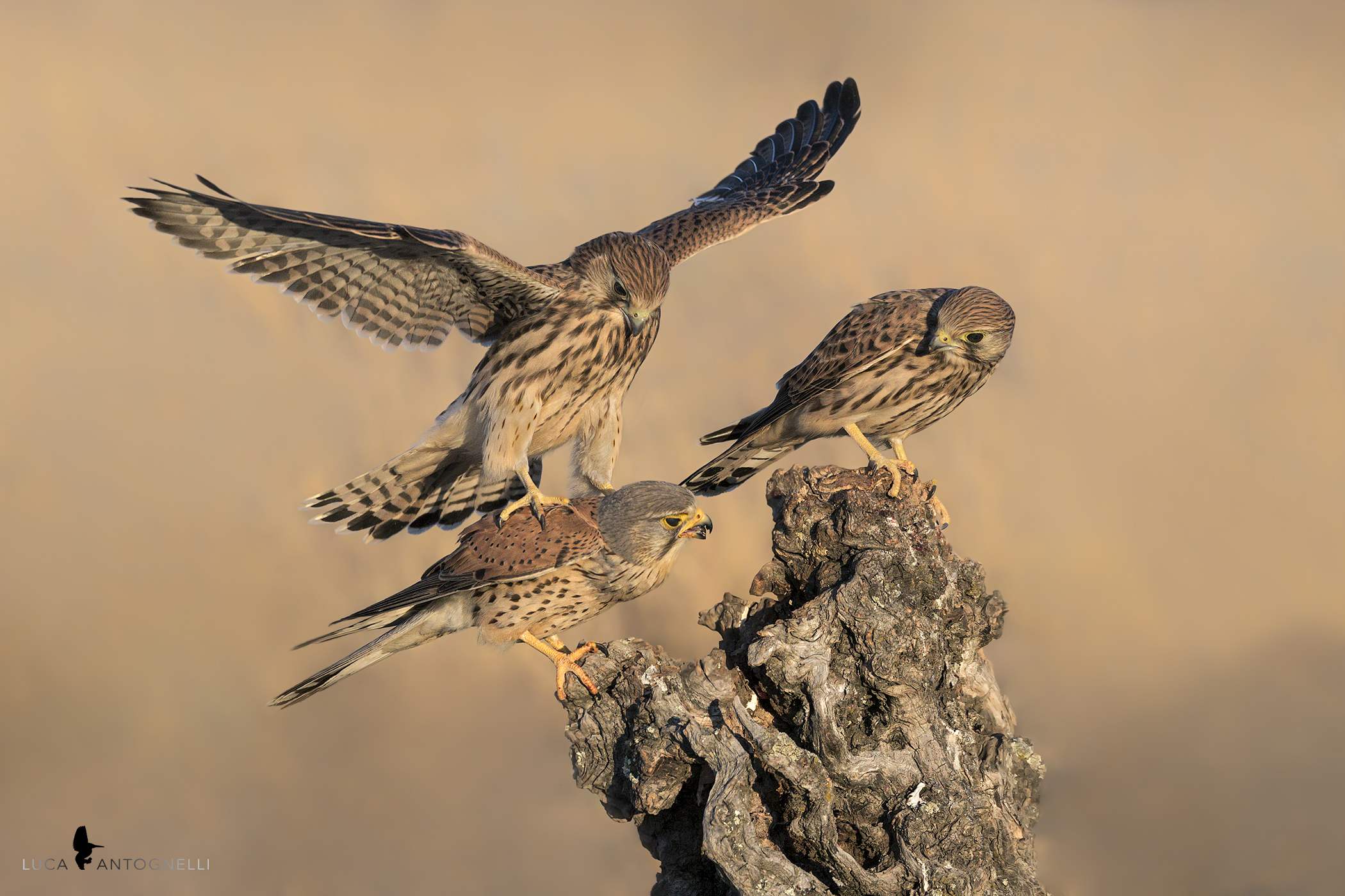 Geppio Male and his two pulls at 2 days from the exit of
