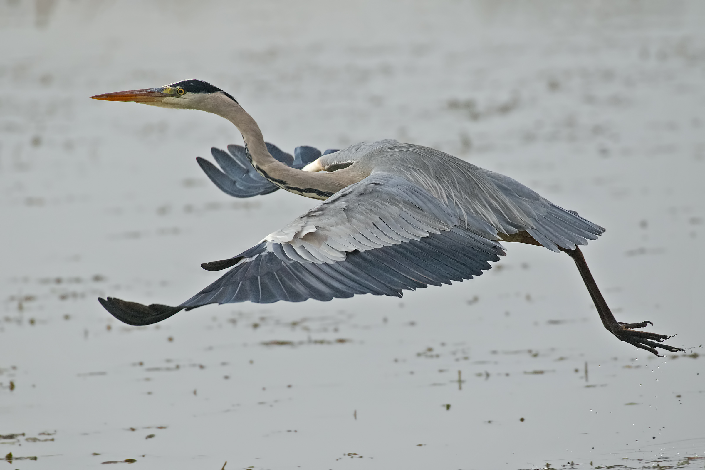 Cenerino  in Volo ( con Nebbia visibilità 20mt.)