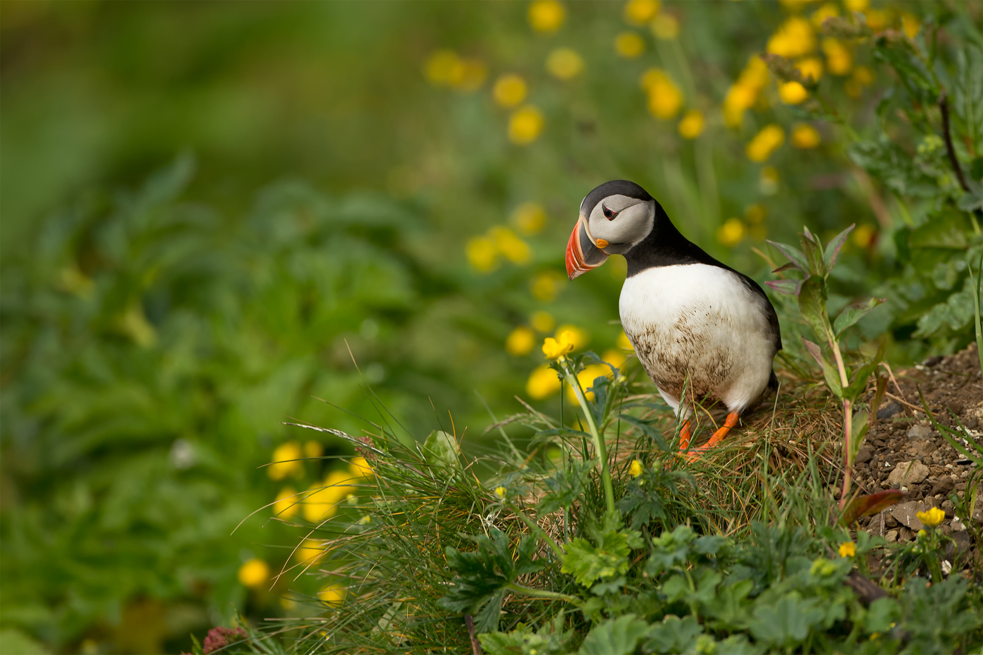 Fratercula arctica