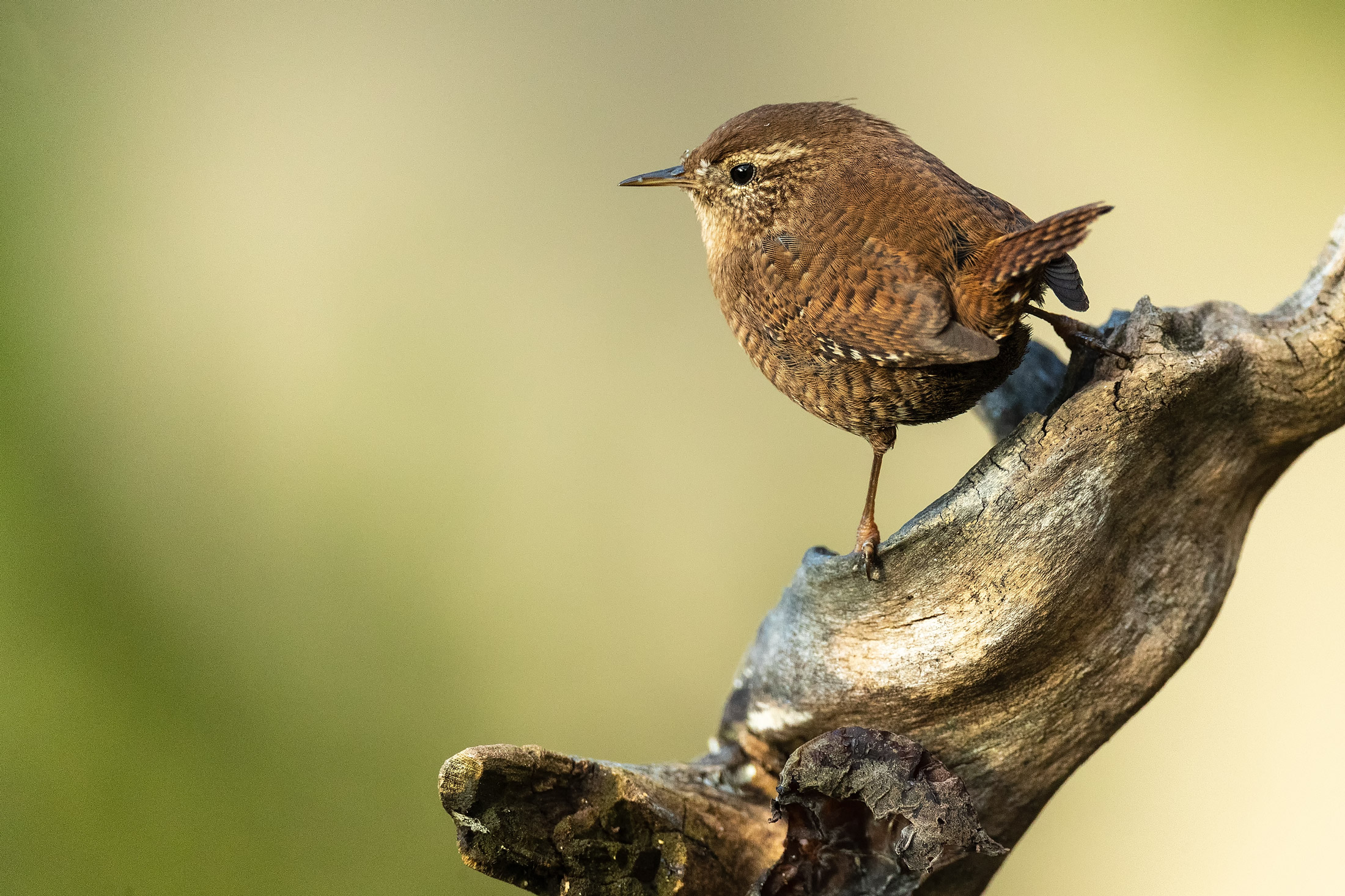 Wren