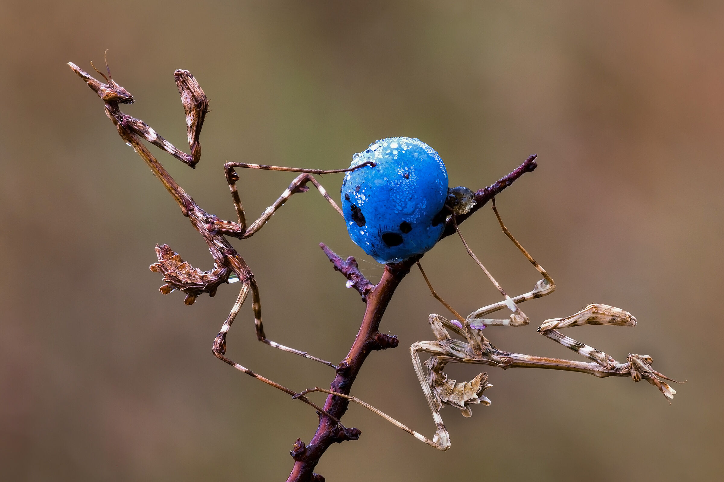 Doppia Empusa Pennata