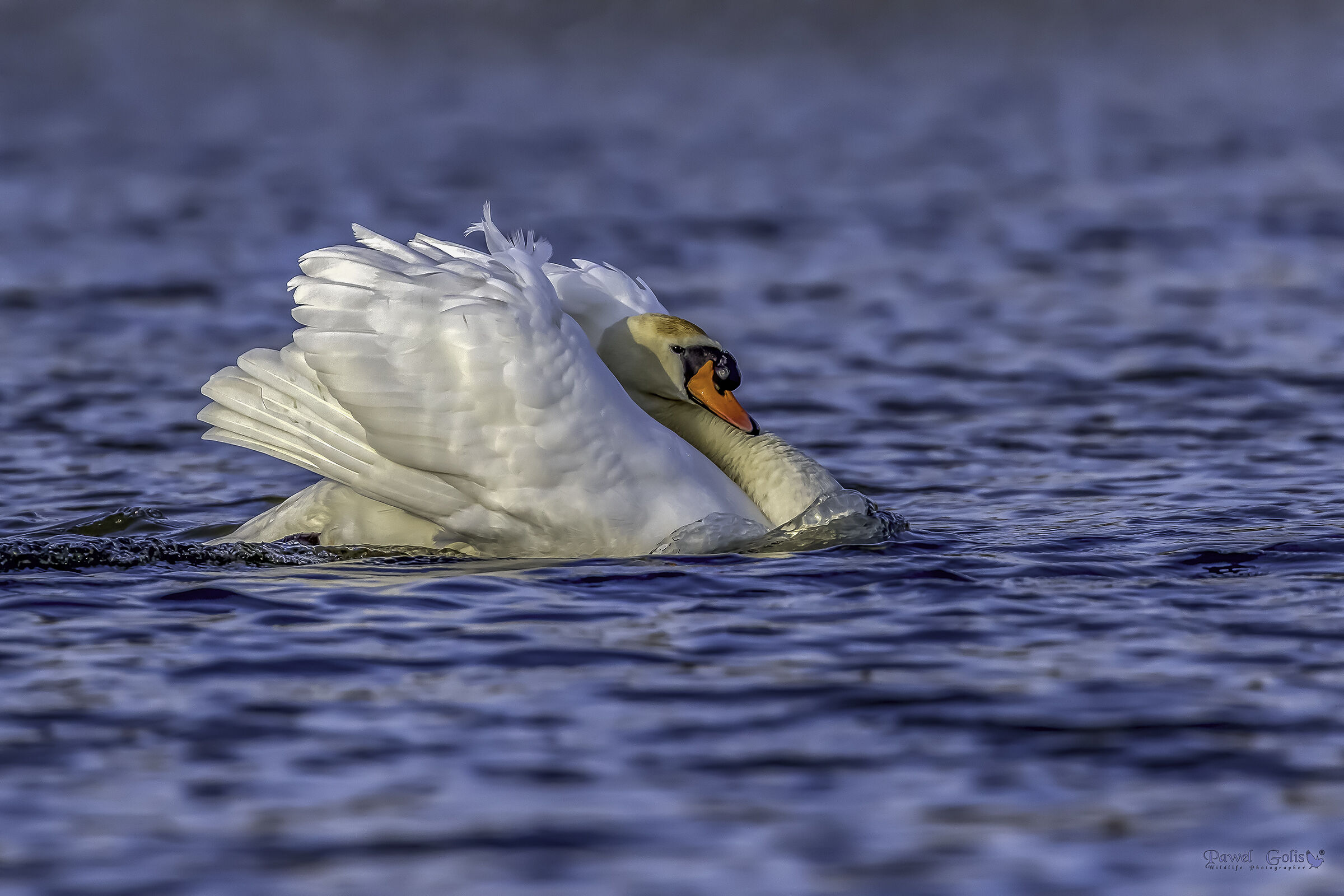 Cigni muti (Cygnus olor)