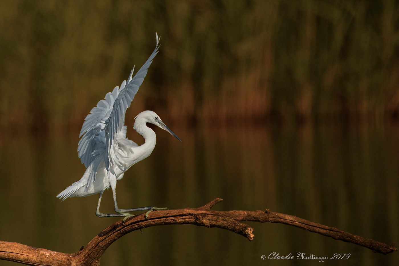 egrets