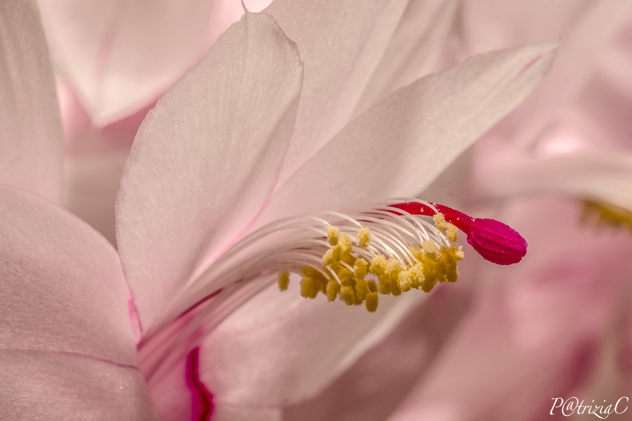 __schlumbergera__(natalina)