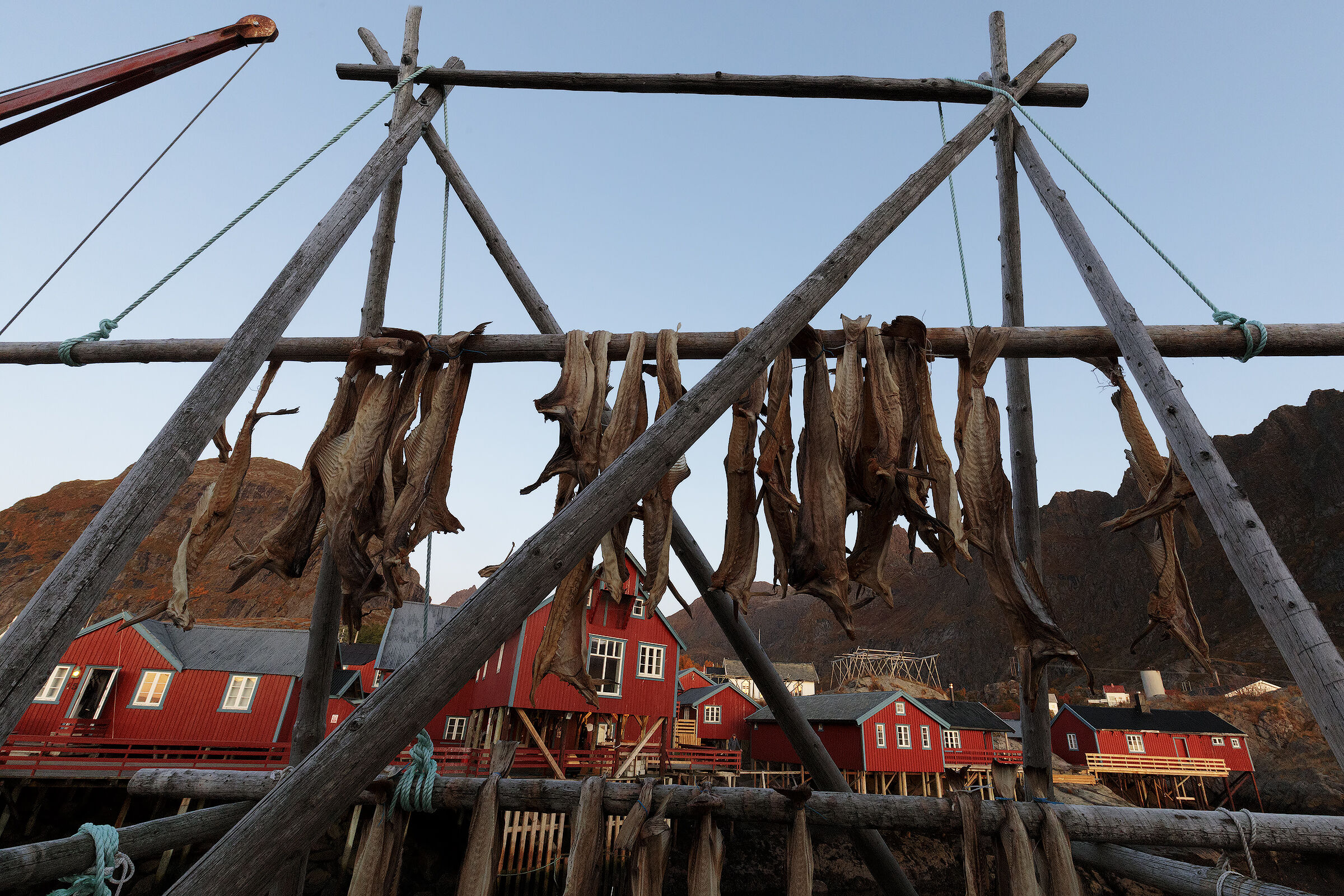 Lofoten stockfish