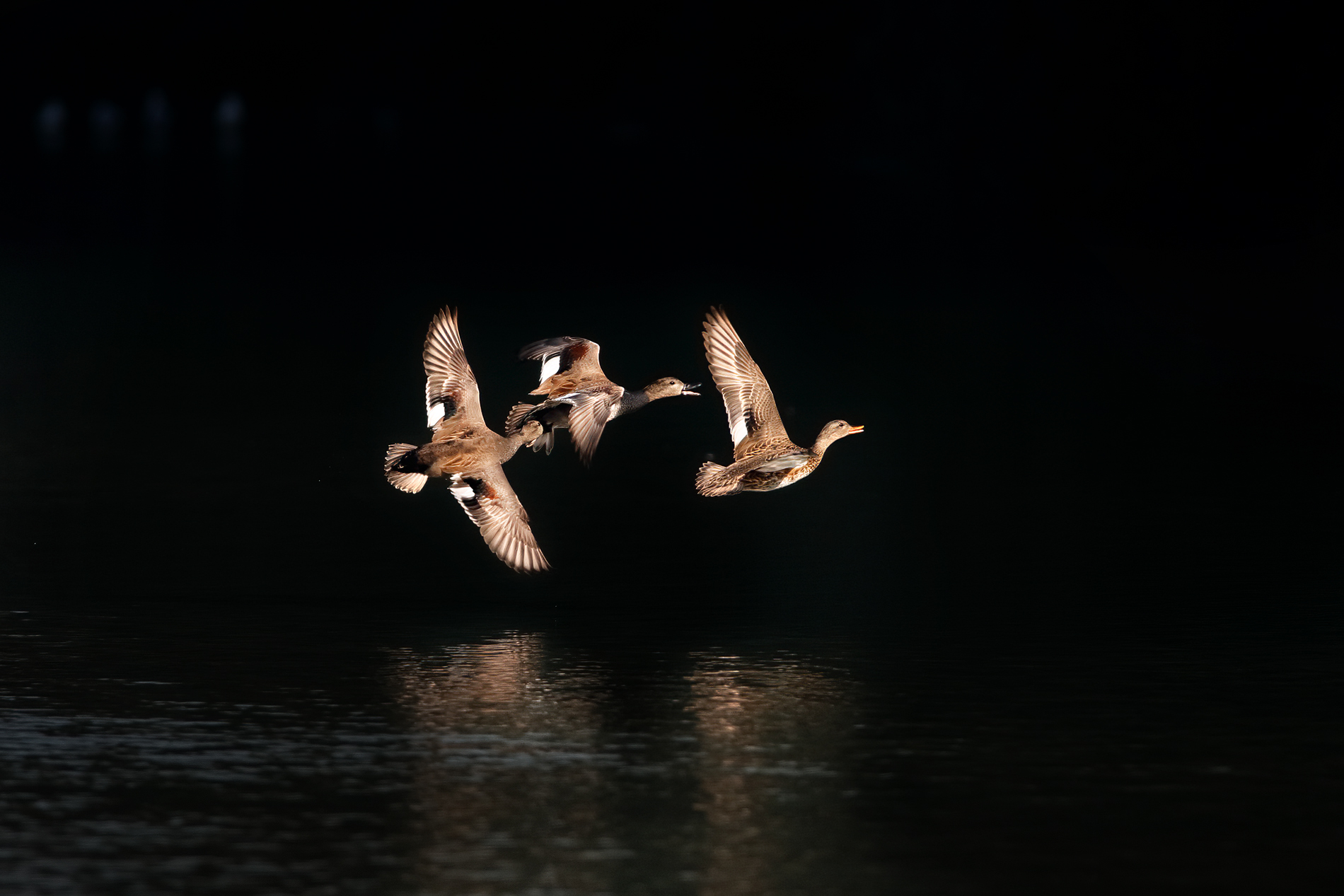 The courtship of the canatheises