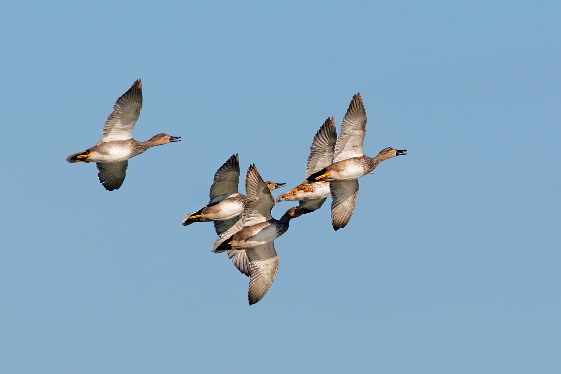 The courtship of the canatheises