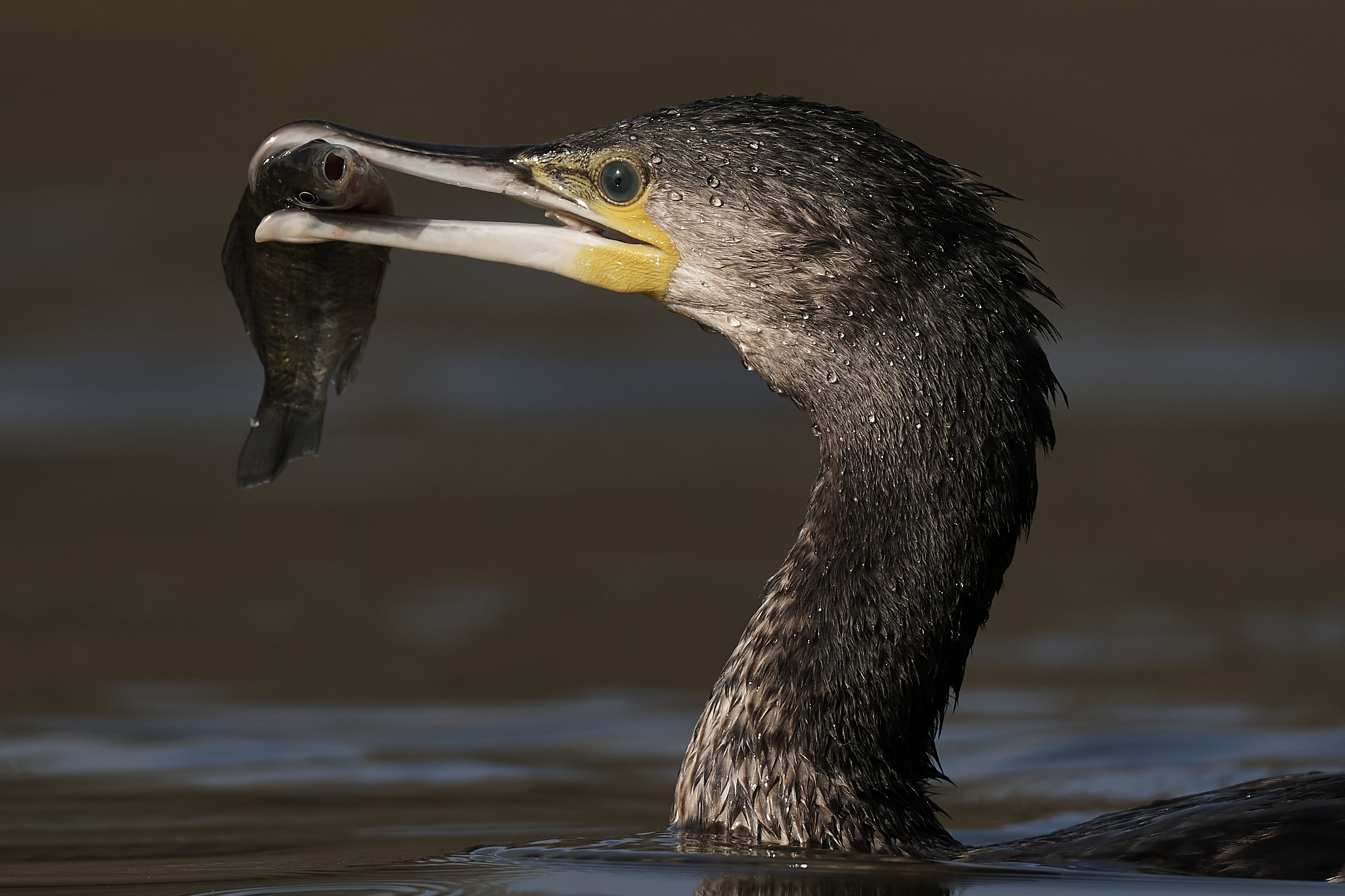 Cormorano with prey