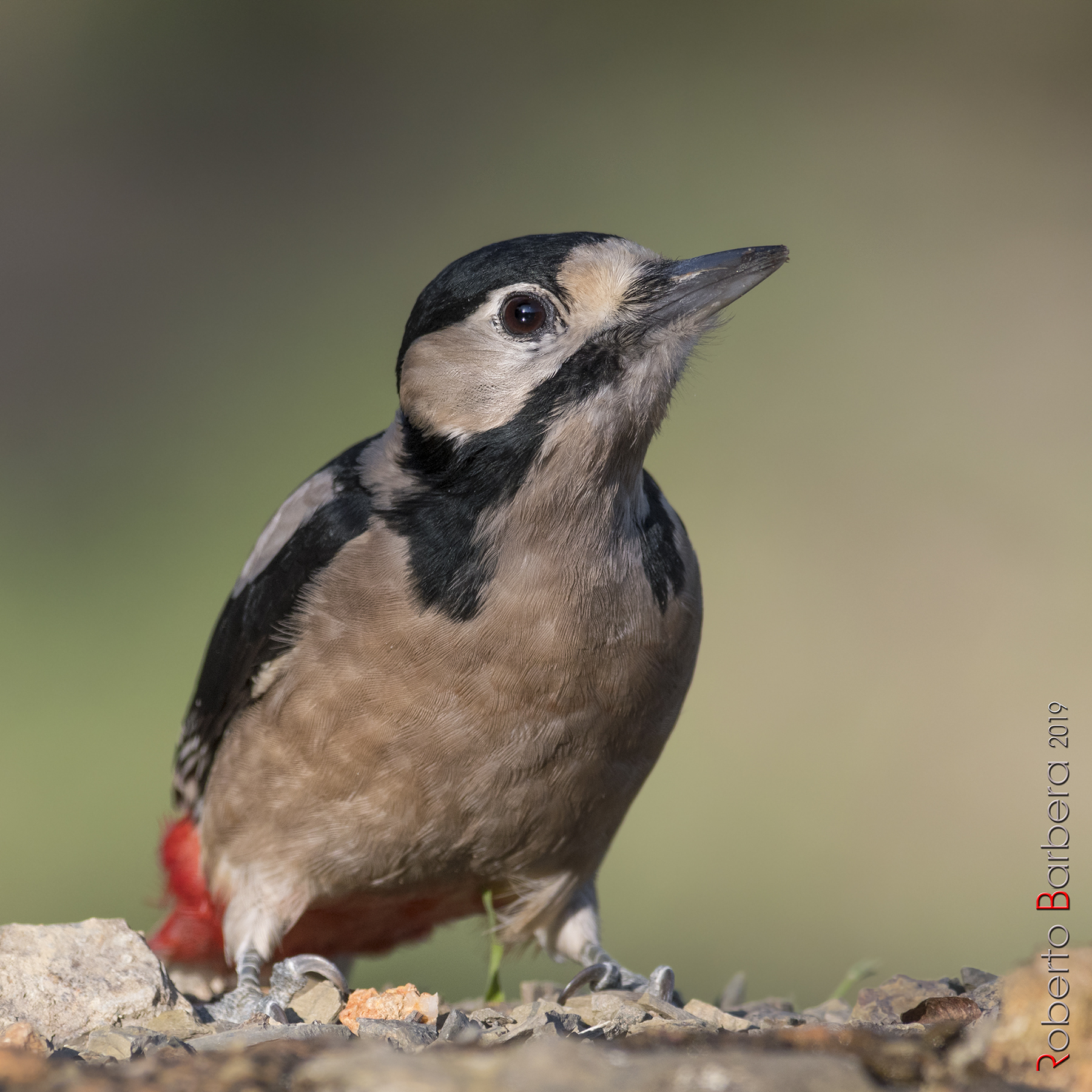 Female major red woodpecker