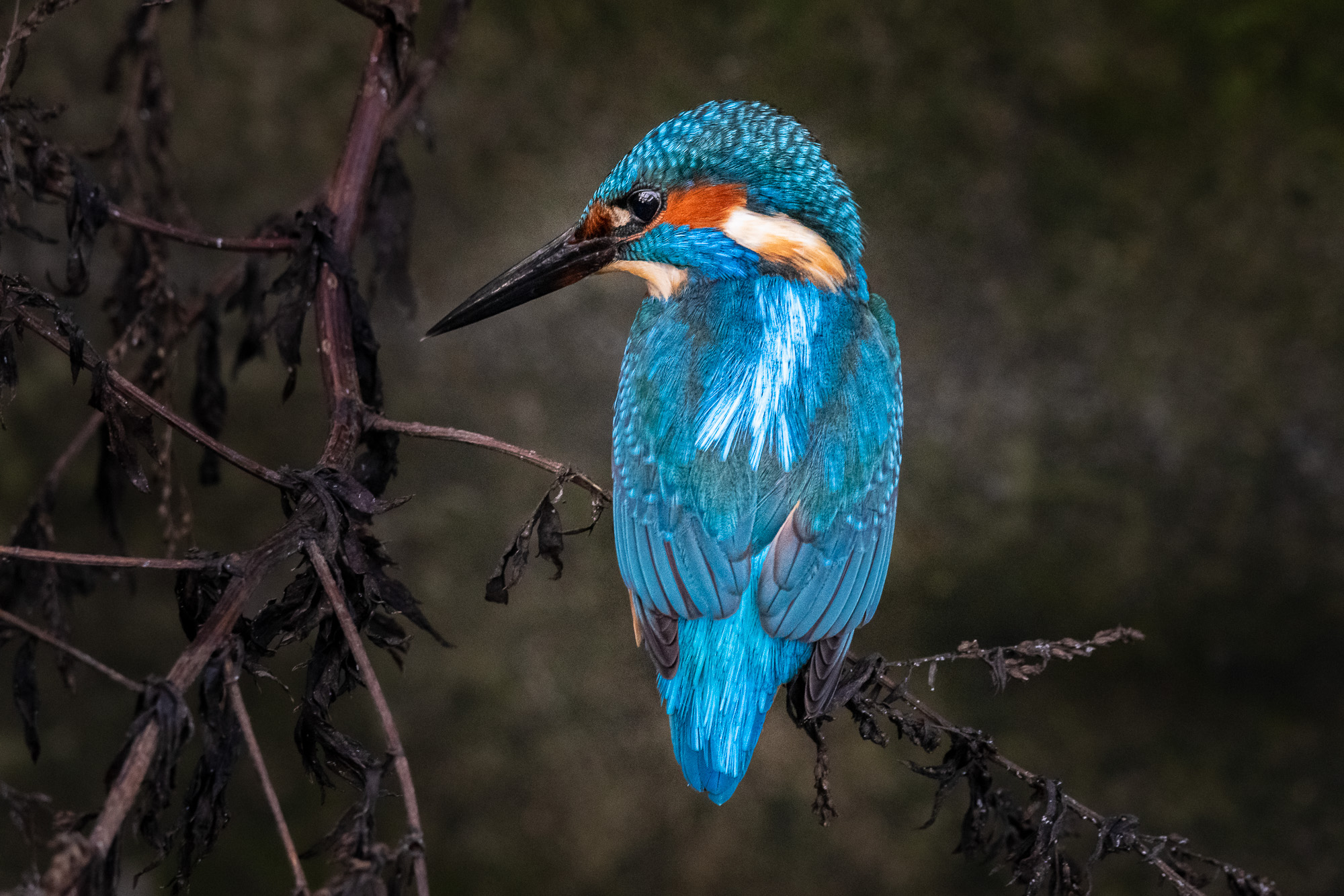 Kingfisher