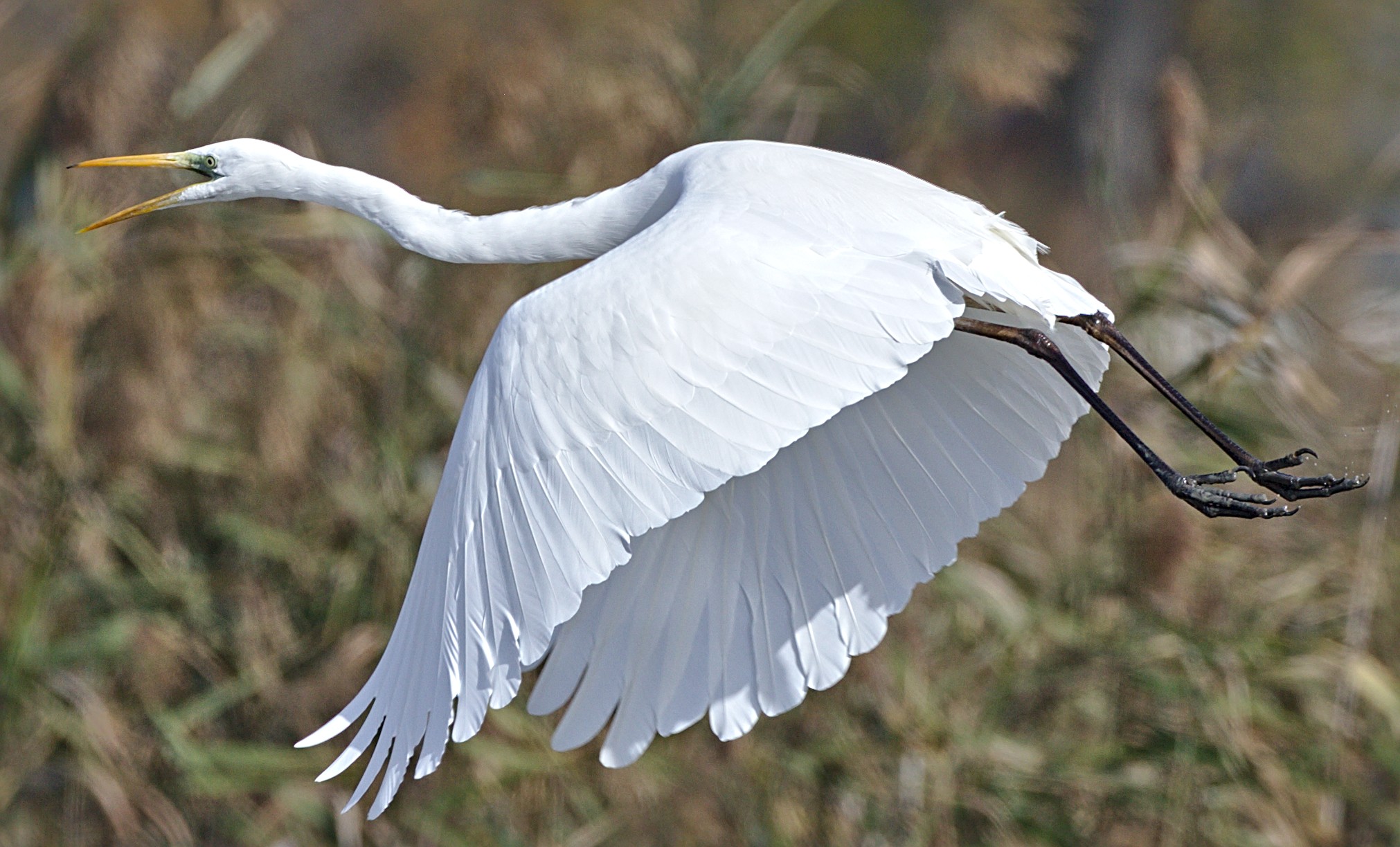The flight of the heron
