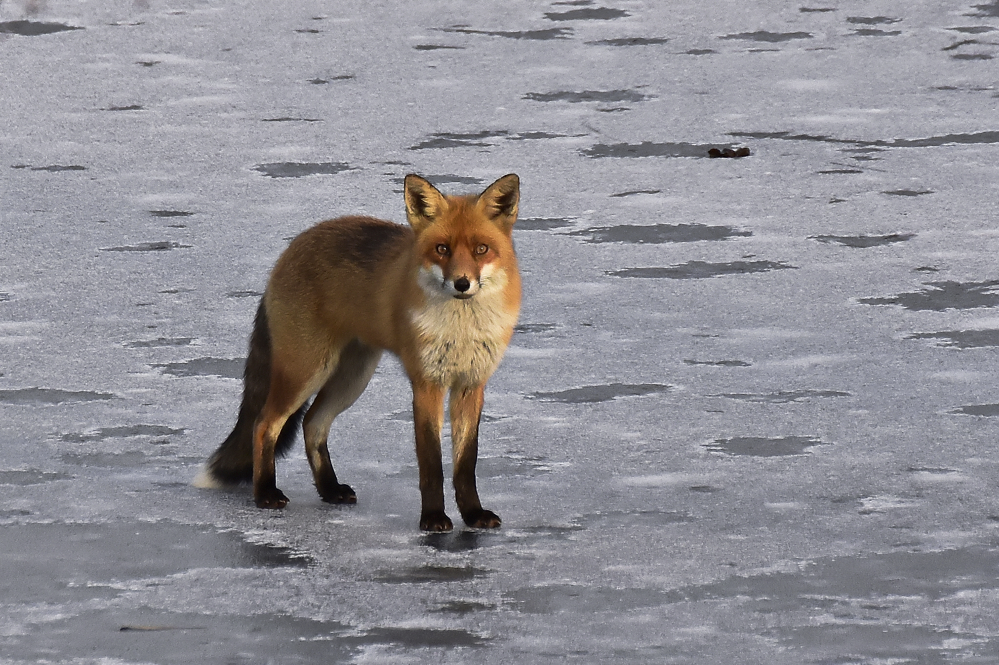 fox on frozen lake Jan.19