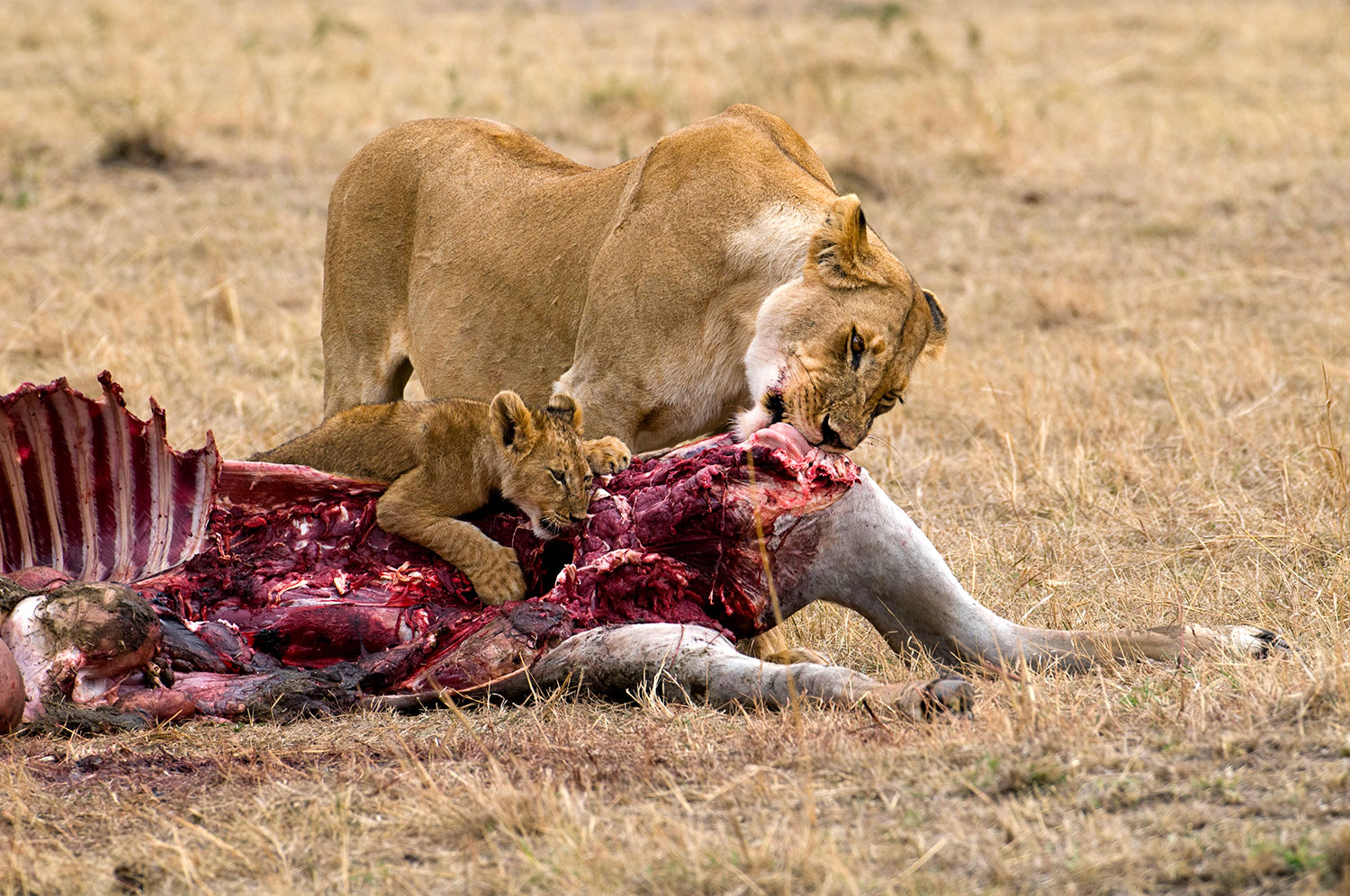il pranzo della leonessa e del cucciolo