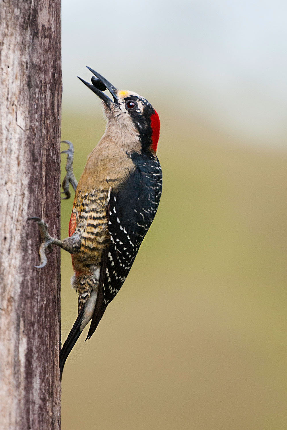 Black-cheeked woodpecker with insect