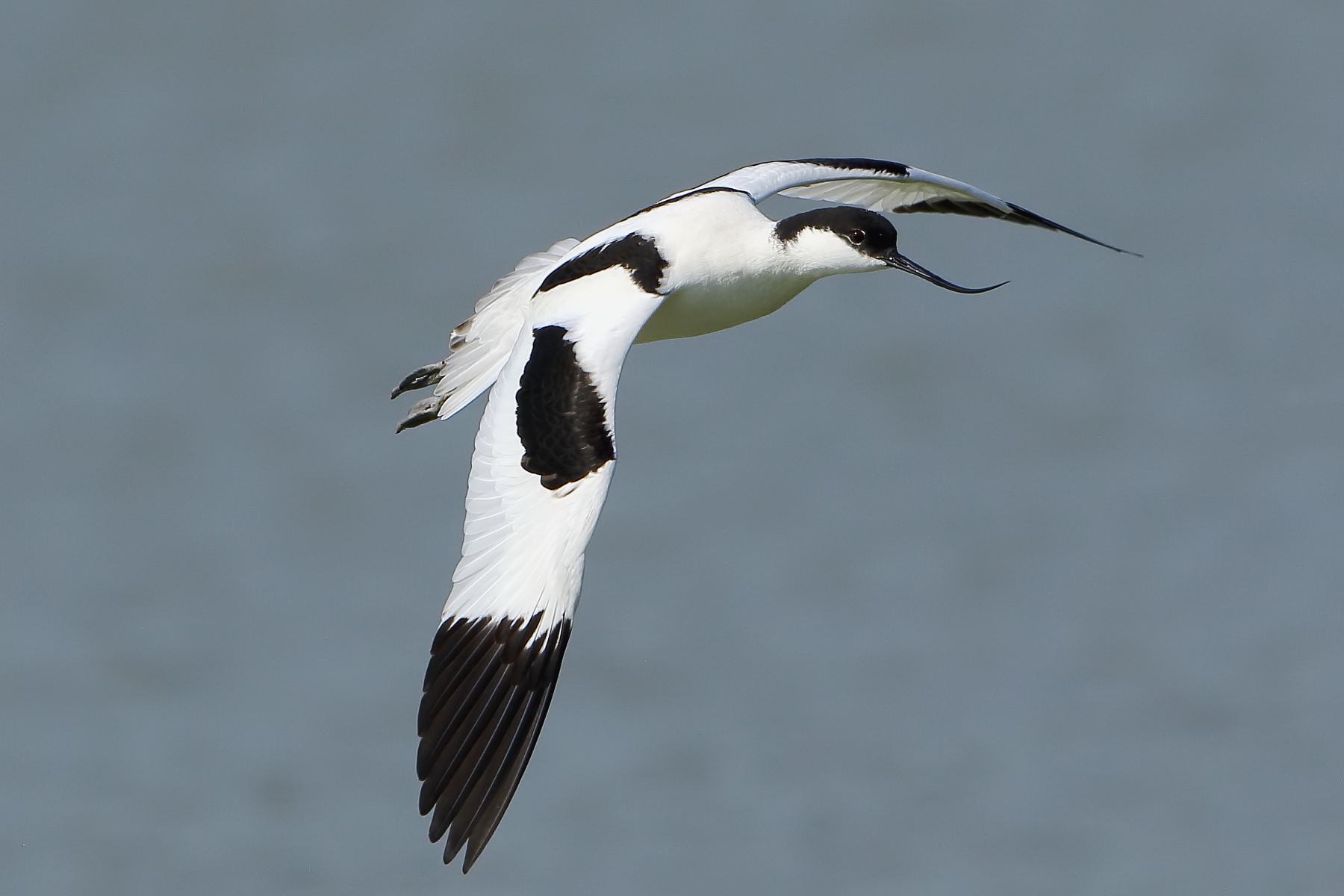 Avocetta...