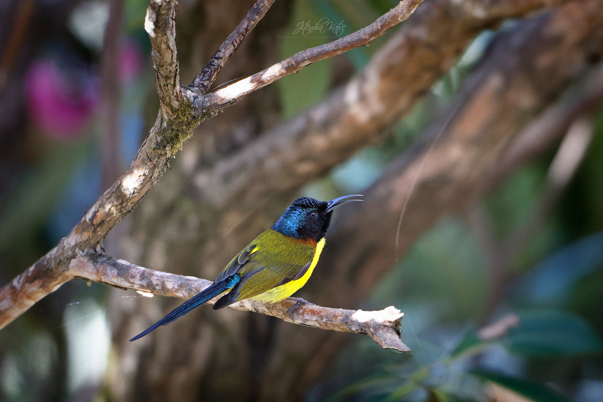 Uccello sole dalla coda verde