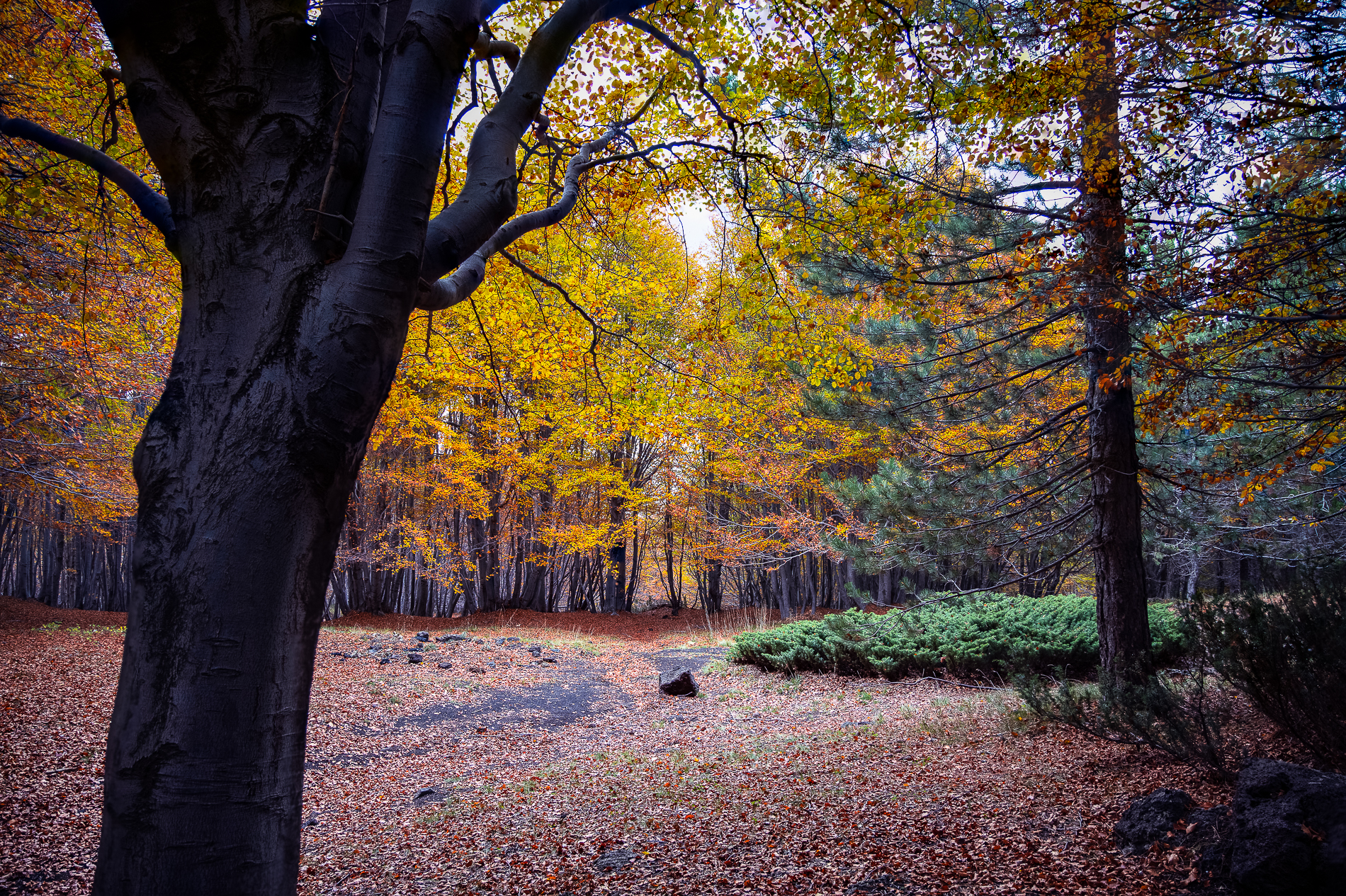 Angoli di paradiso autunnali