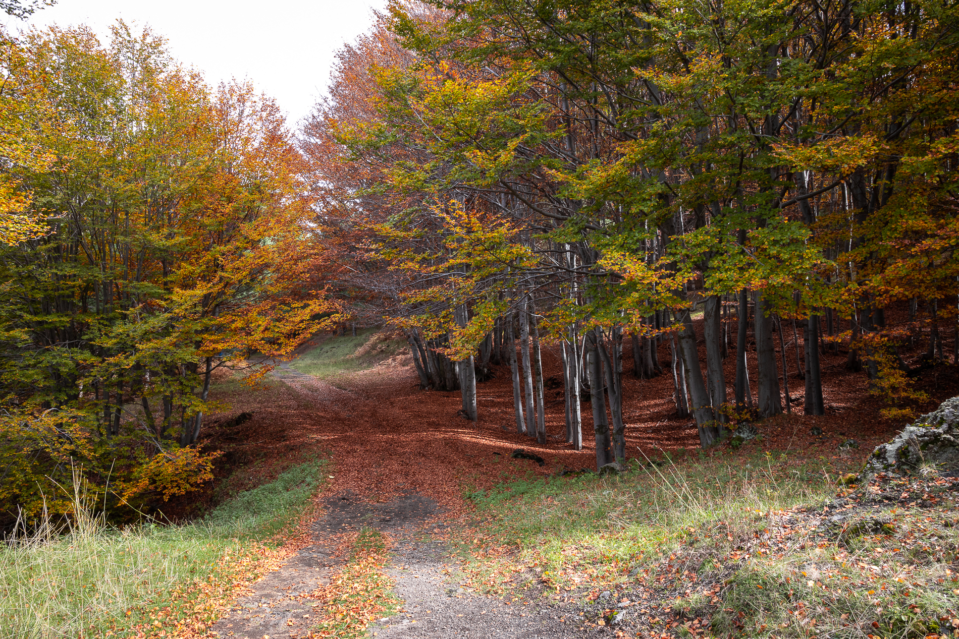 Angoli di paradiso autunnali #1