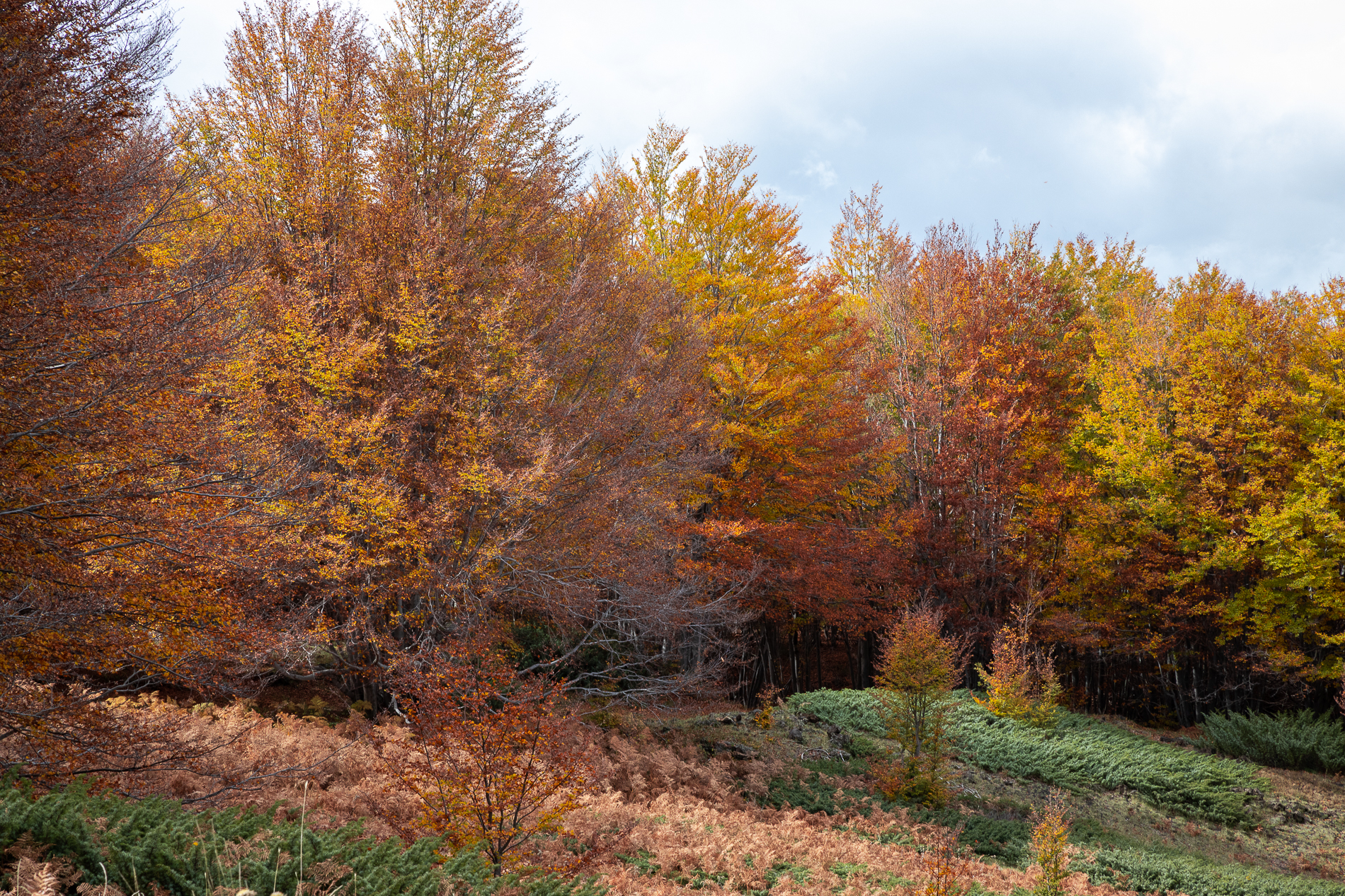 Impressioni d'Autunno