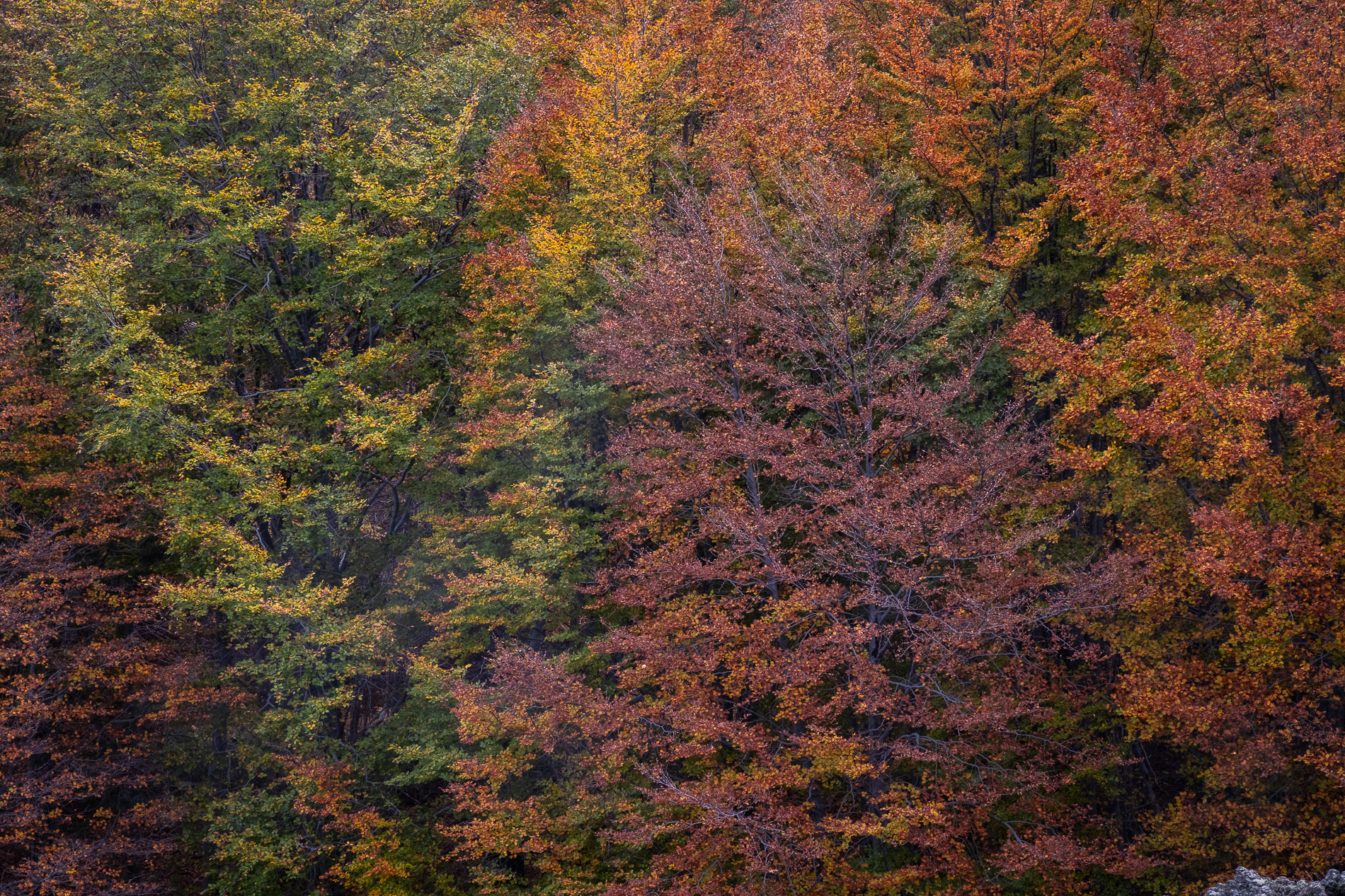 Angoli di paradiso autunnali #4