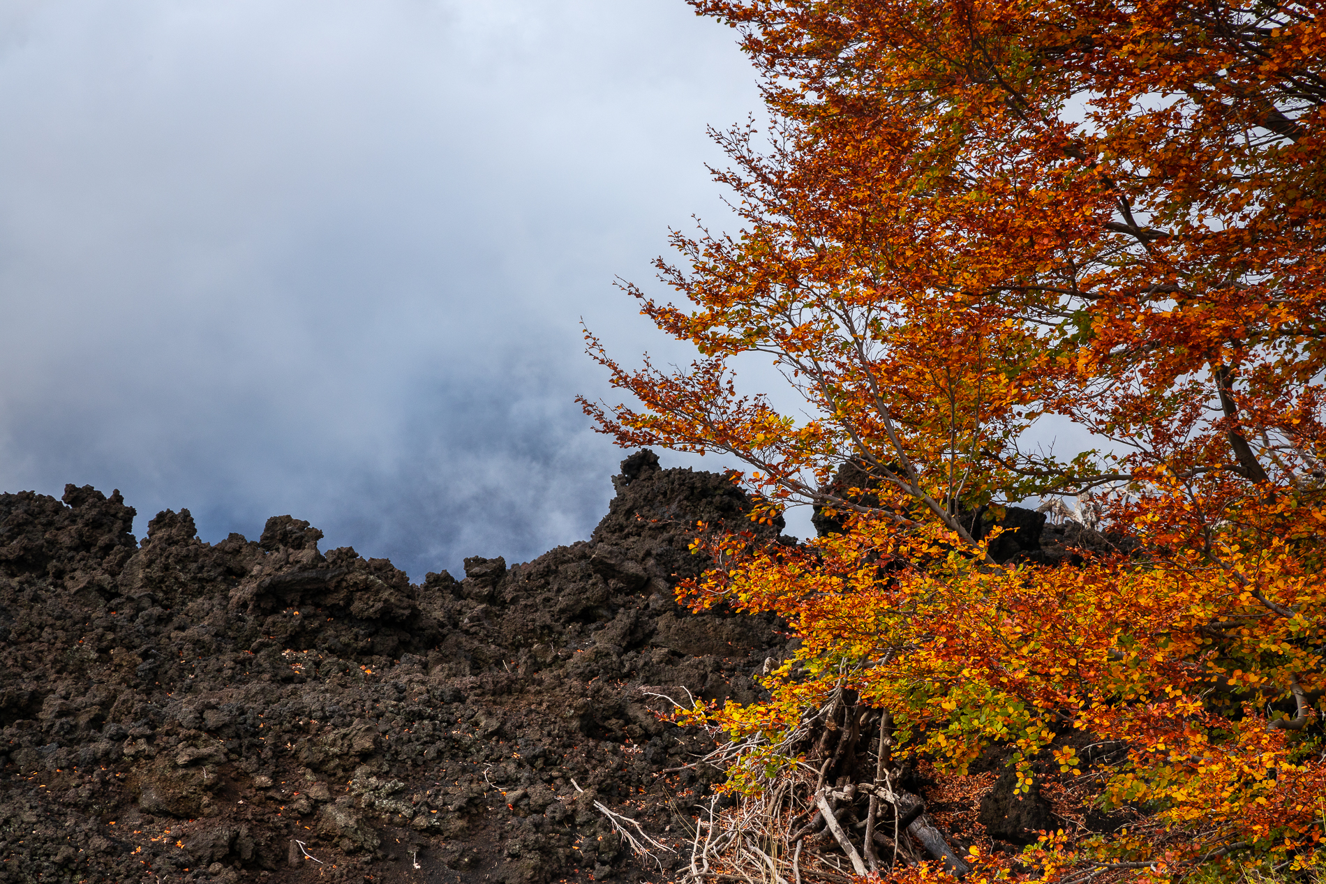 Angoli di paradiso autunnali #7