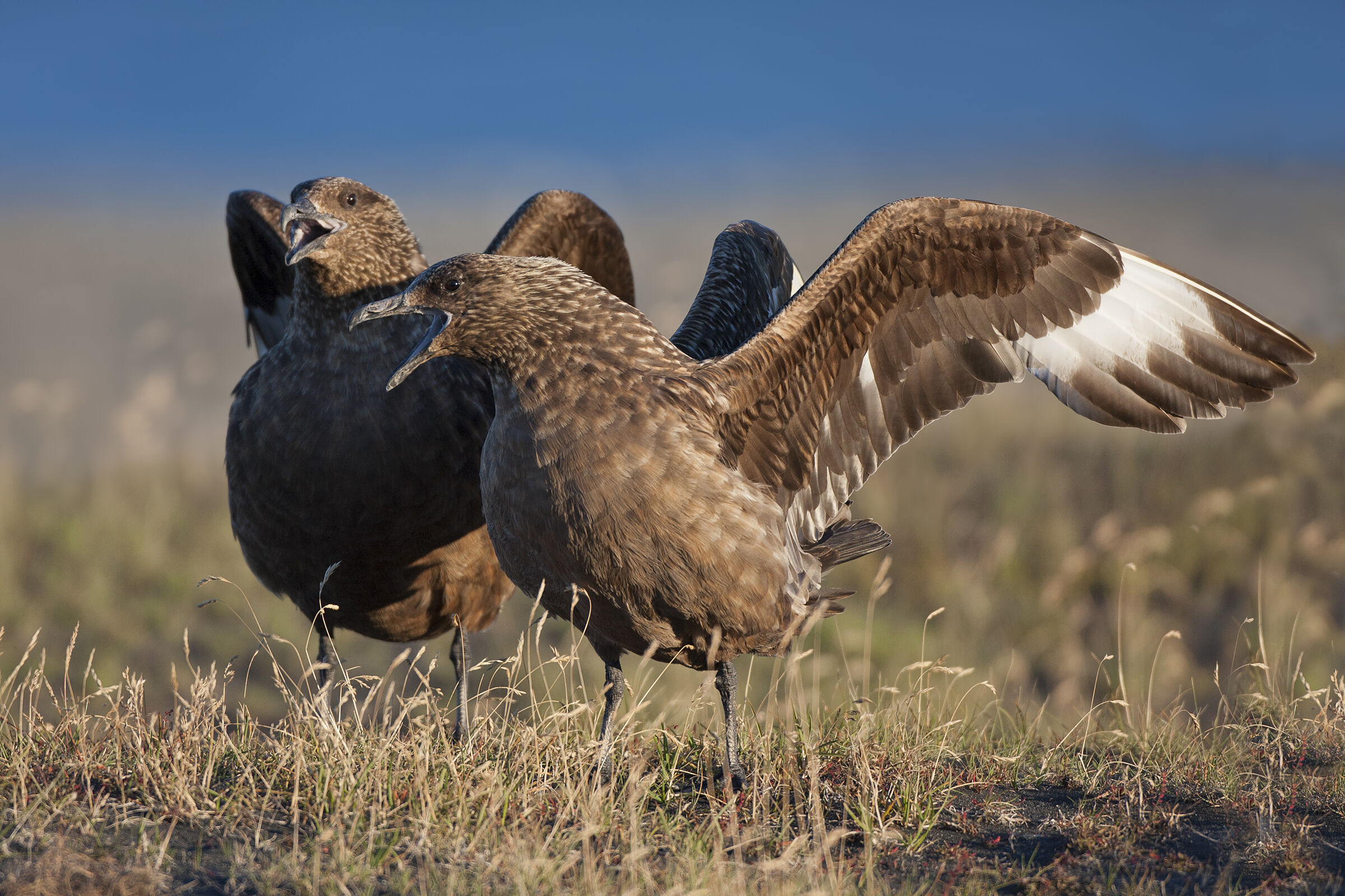 Great Skuas, Arkansas