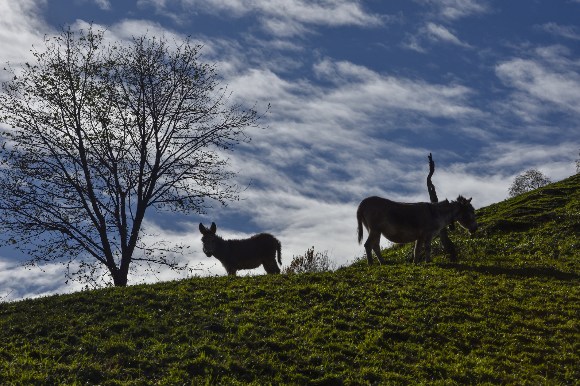 asinelli al pascolo