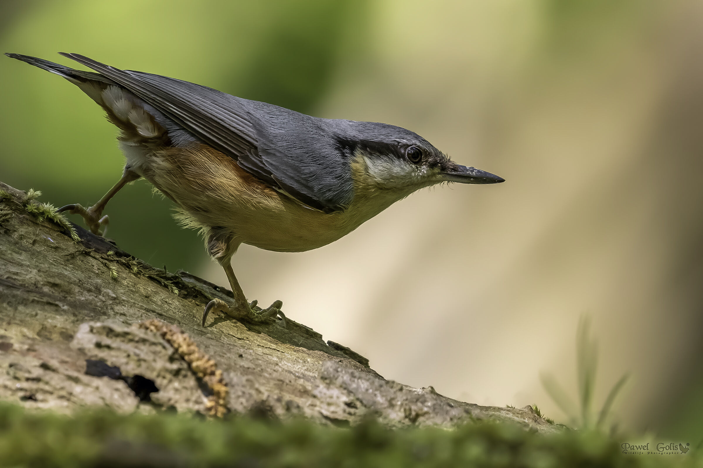 Nuthatch (Sitta europaea)