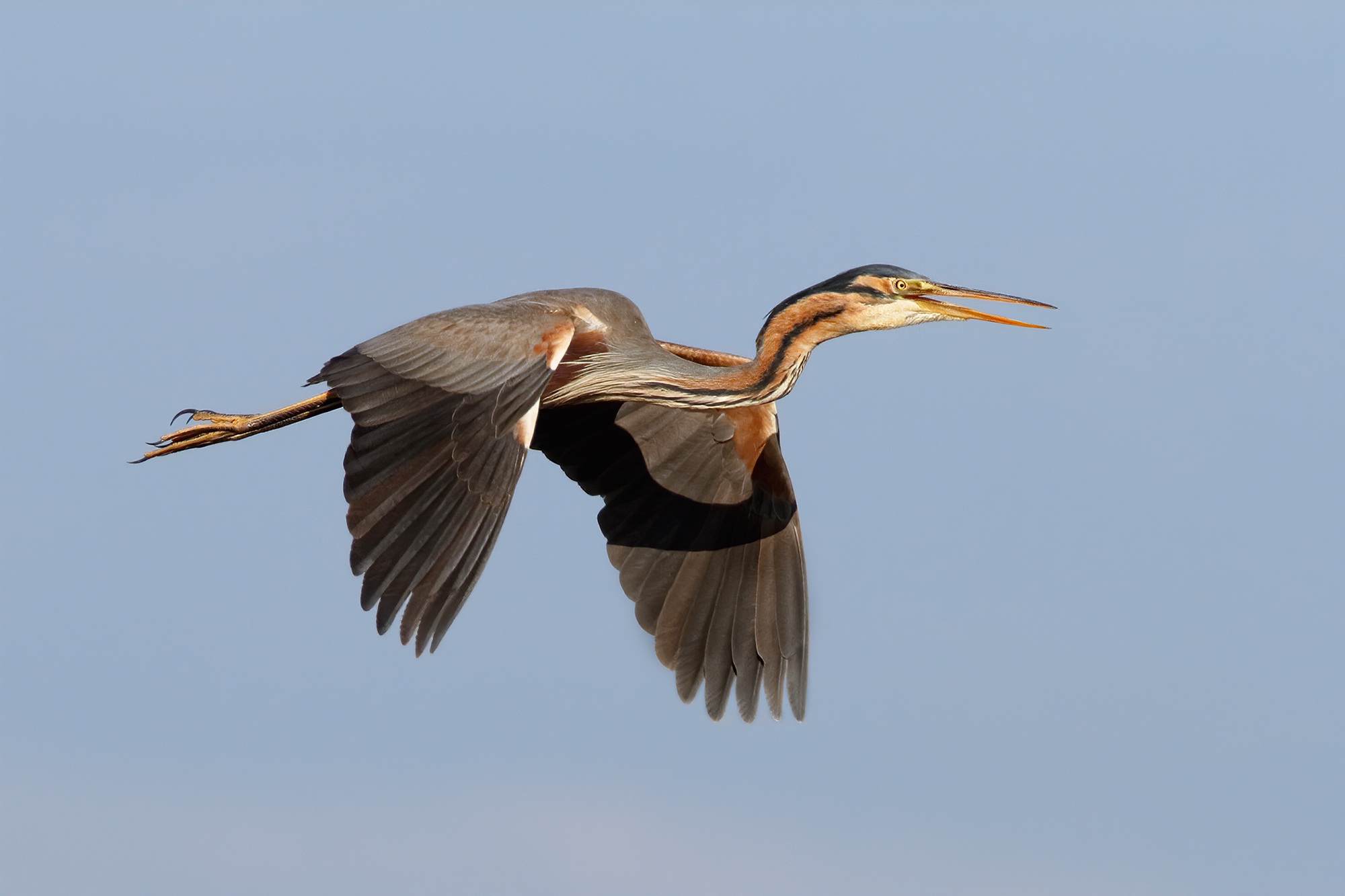 Red Heron - Courtship