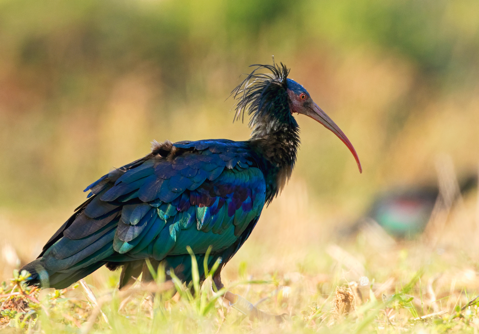 Il raro Ibis Eremita