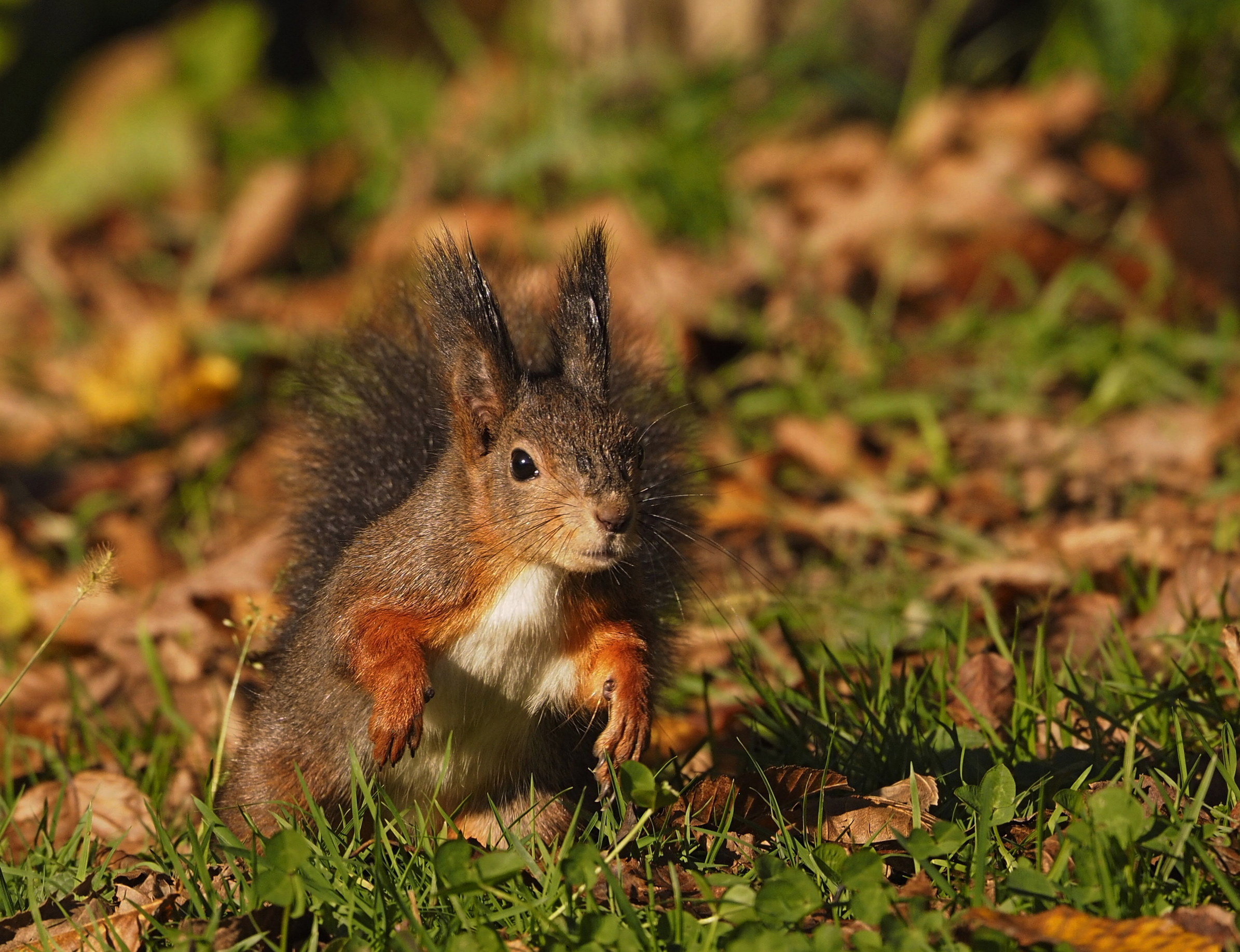 Pronti, partenza, via....