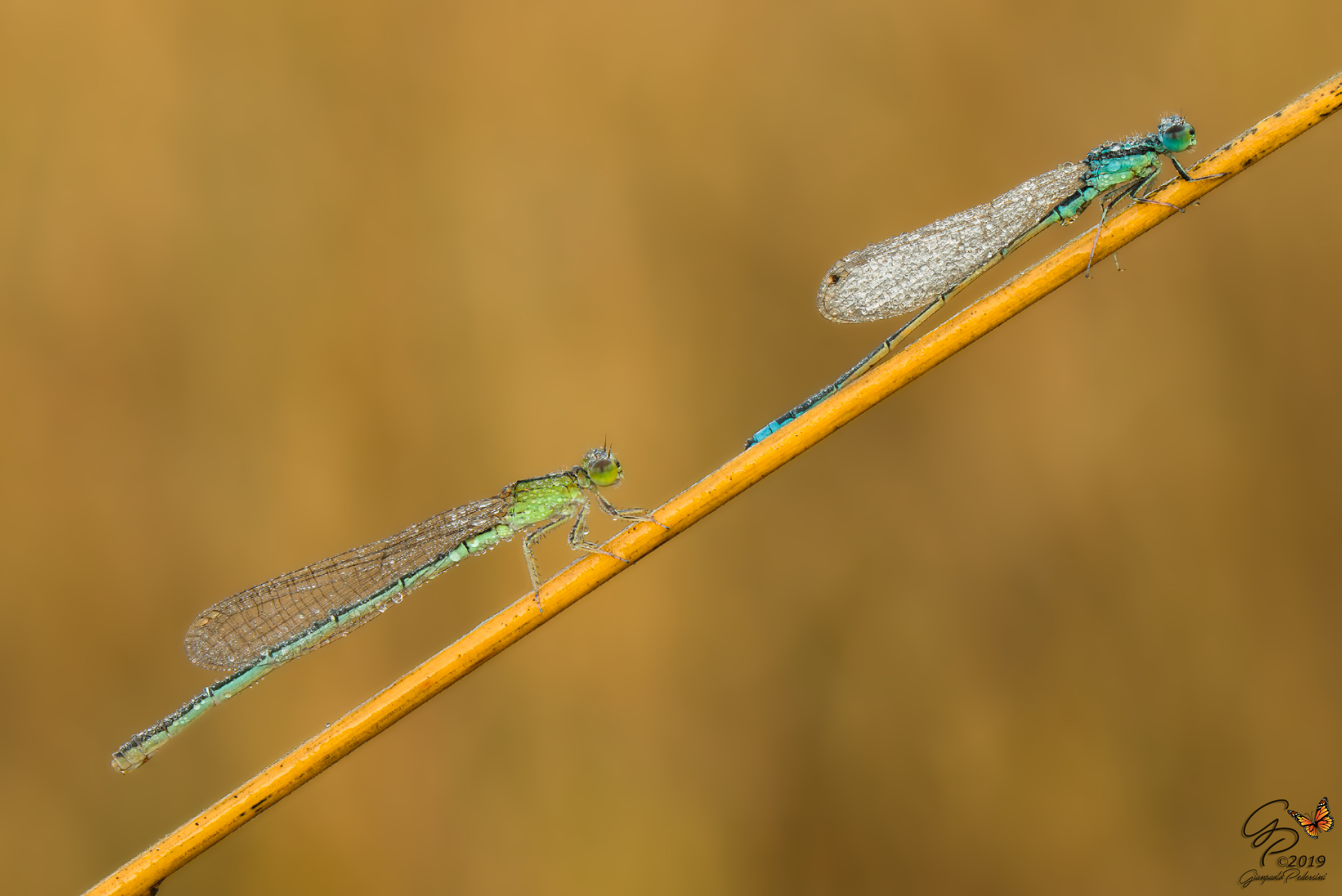 Tandem