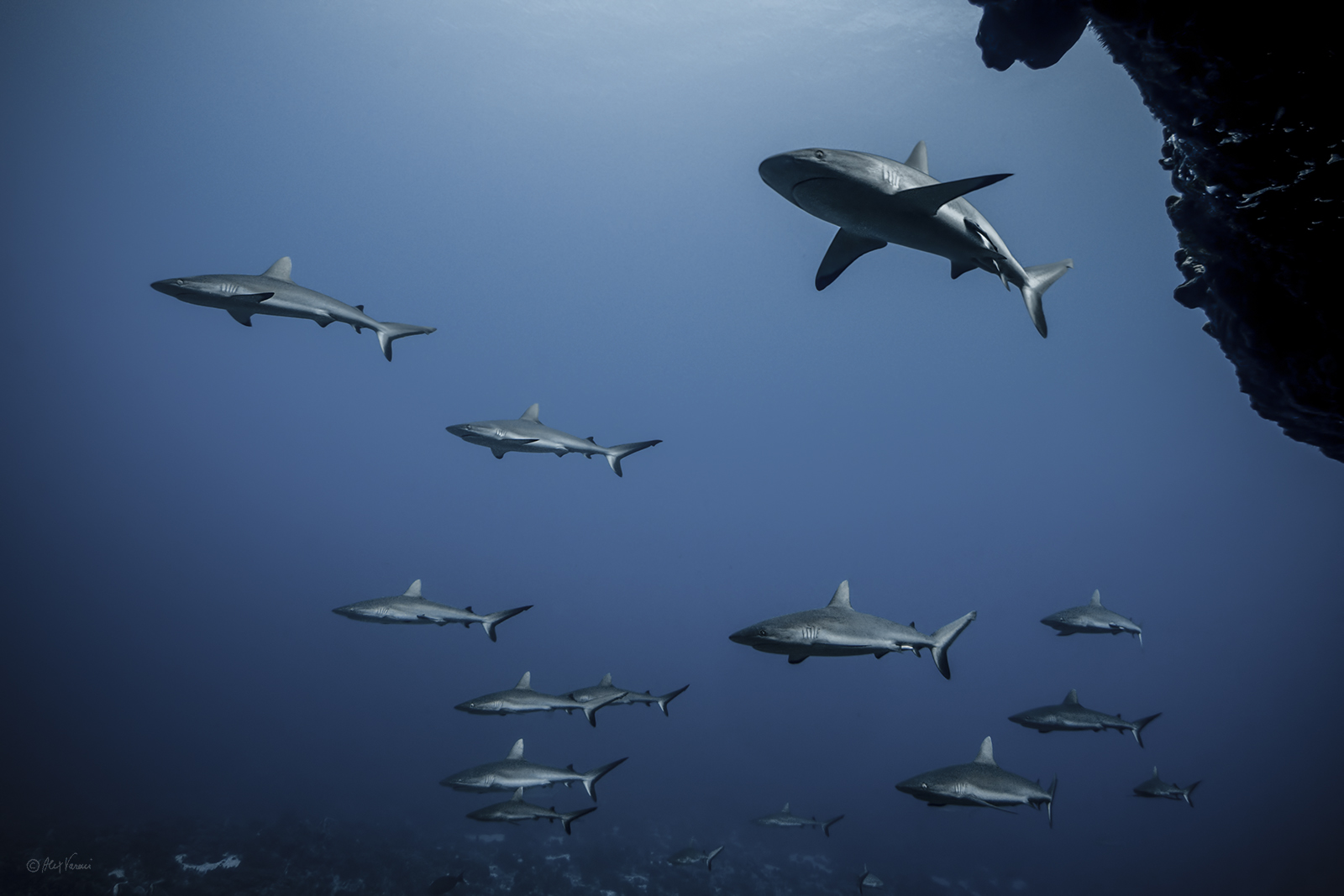 The Tetamanu Pass (Fakarawa, Tuamotou Islands)