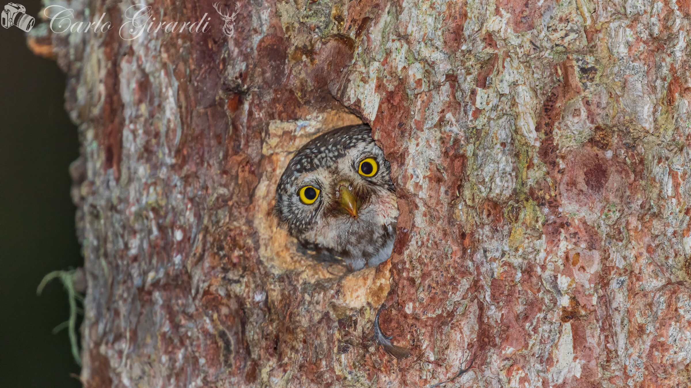 Cu Cu sette Civetta Nana