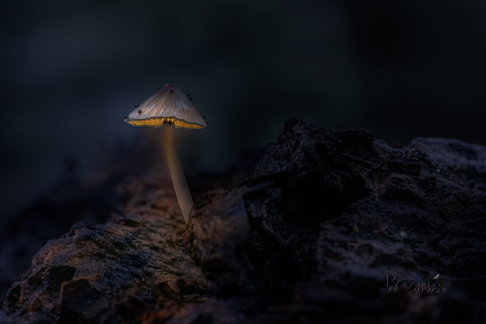 Magical undergrowth