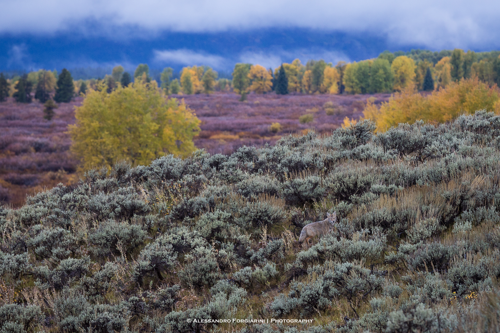 Coyote (...mimetizzato)