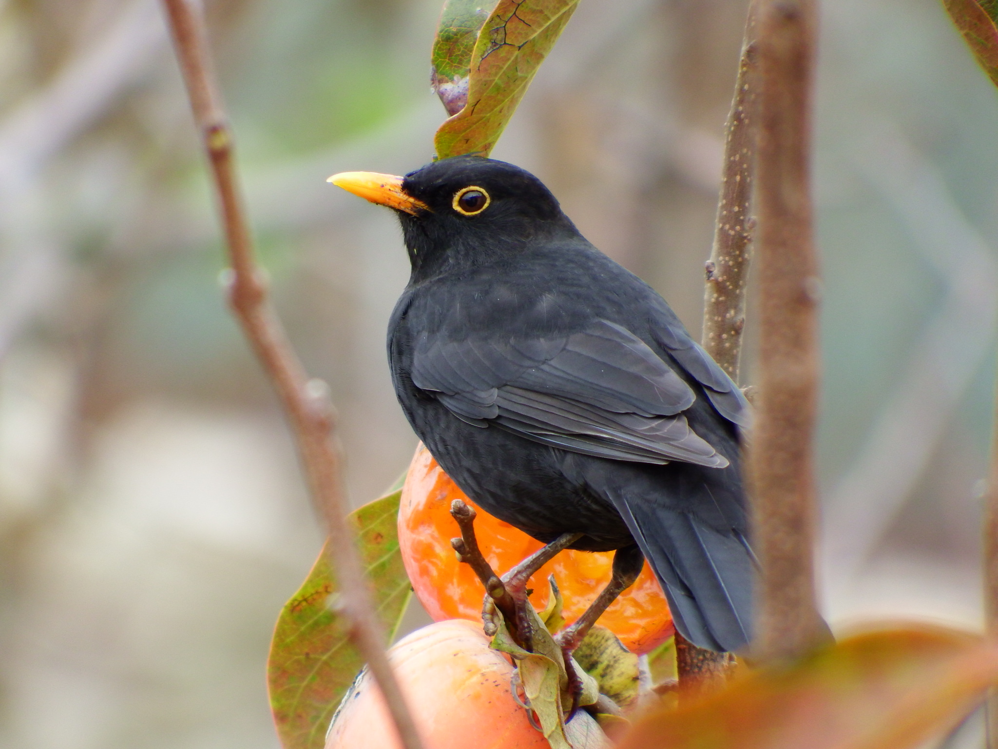 Lo spuntino del merlo