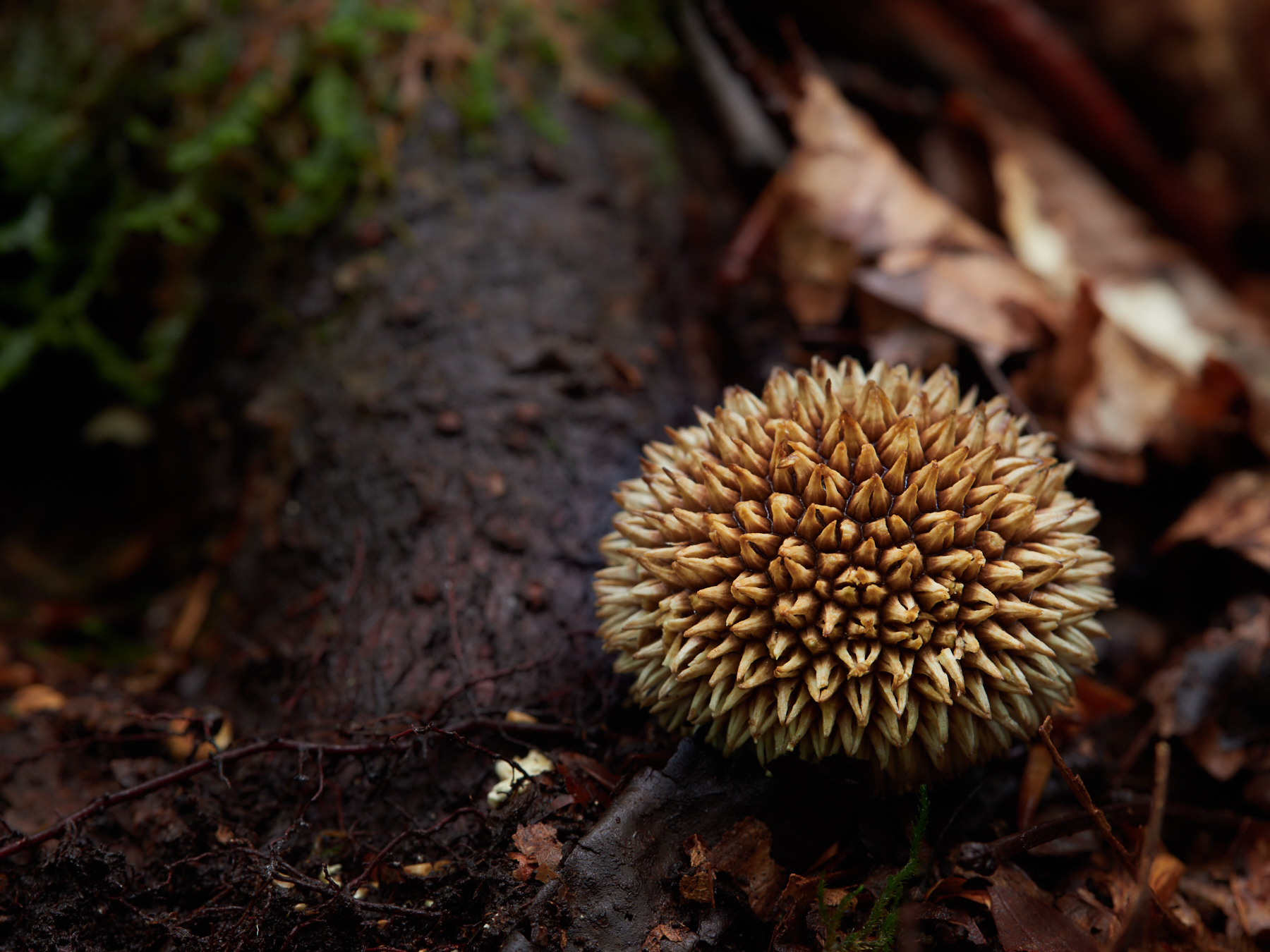 Lycoperdon echinatum