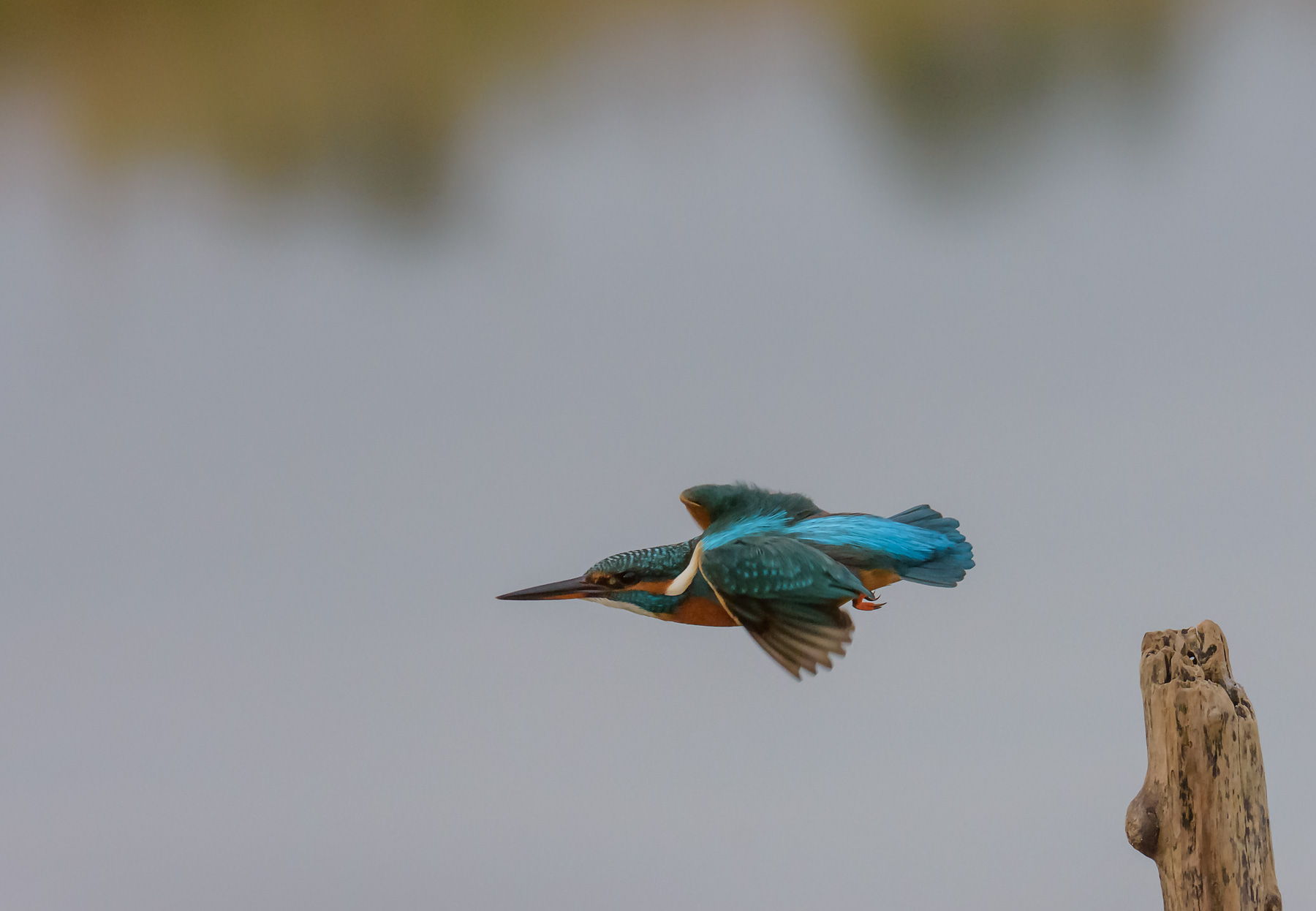 Kingfisher