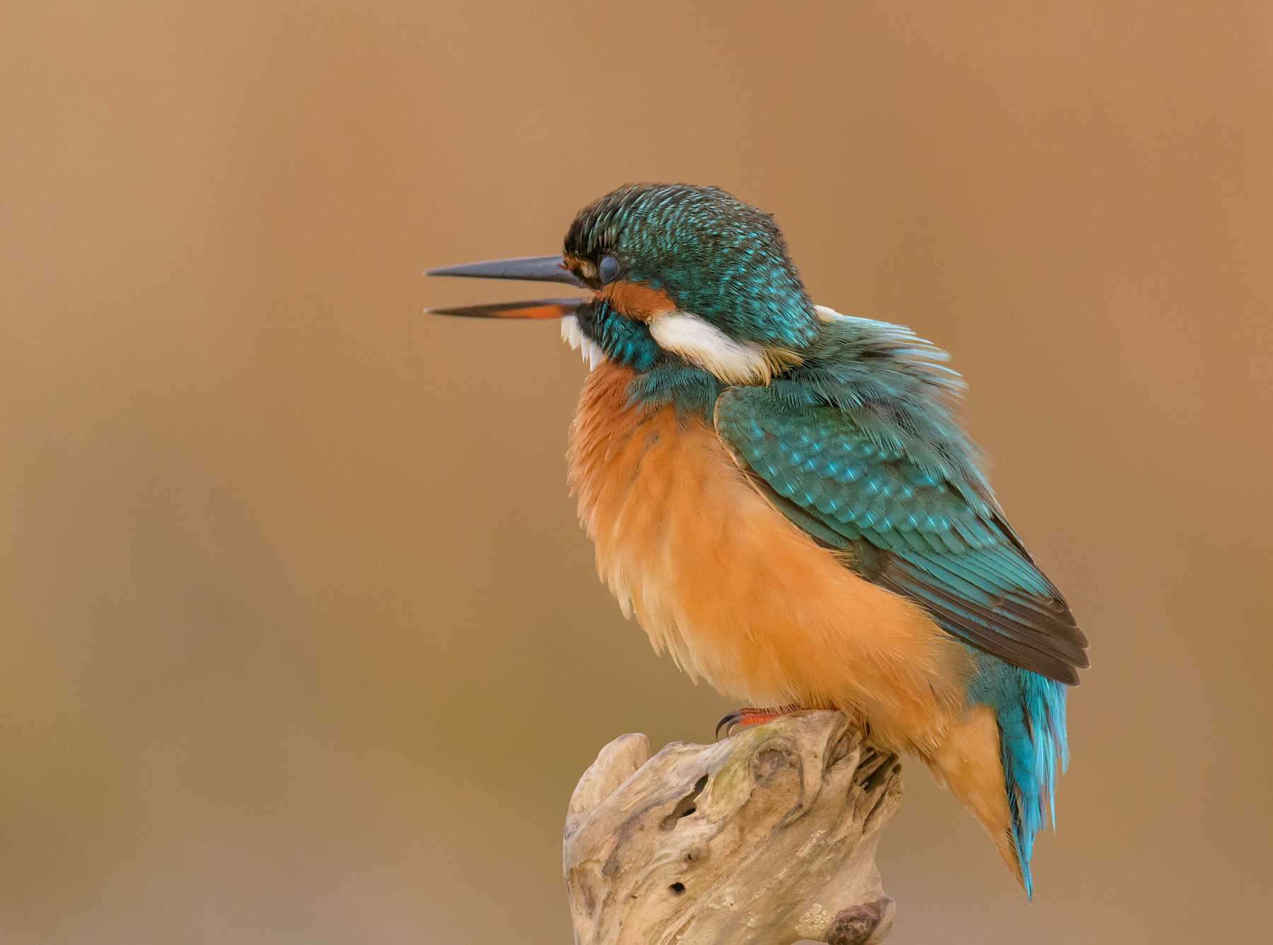 Kingfisher
