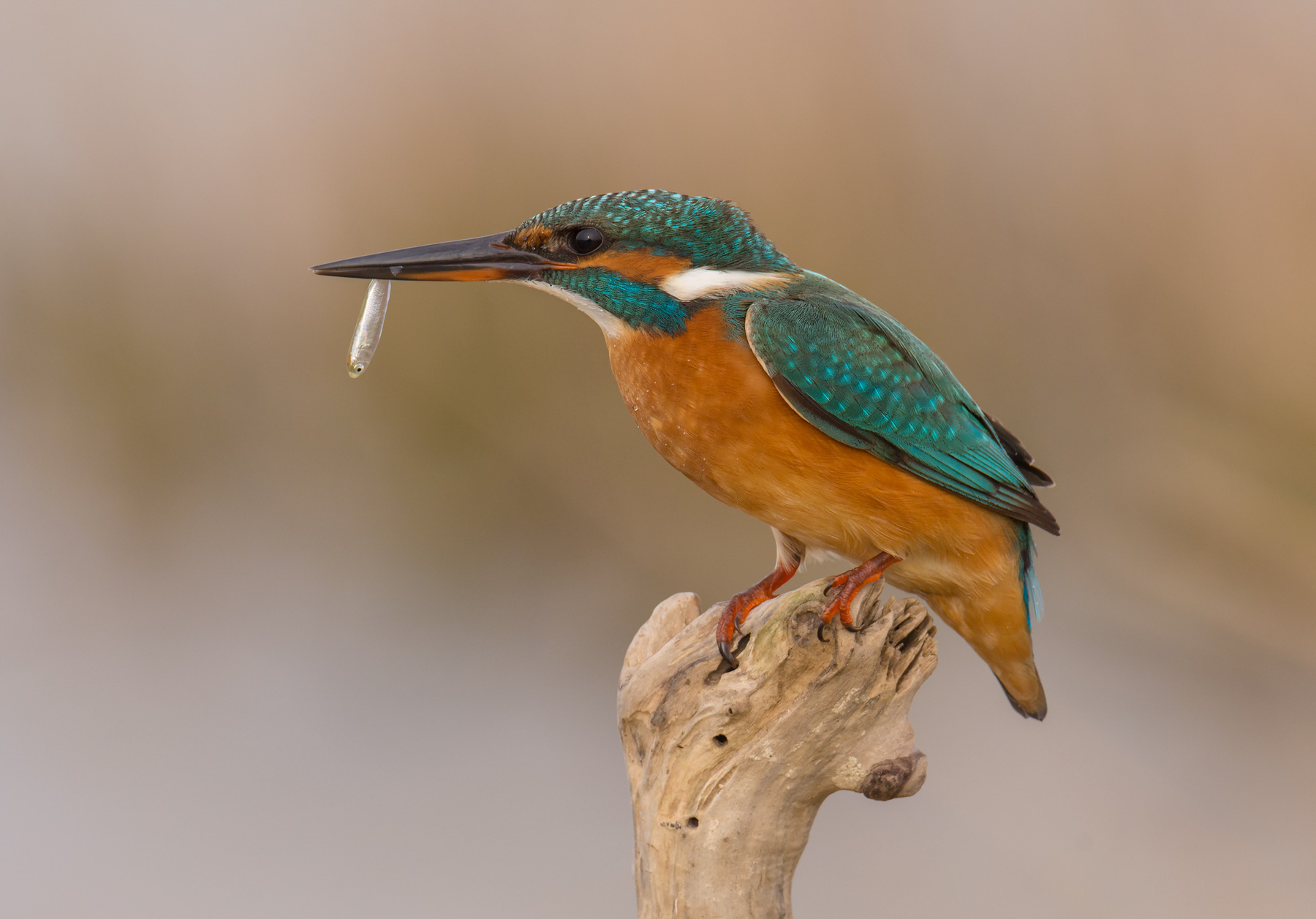 Kingfisher