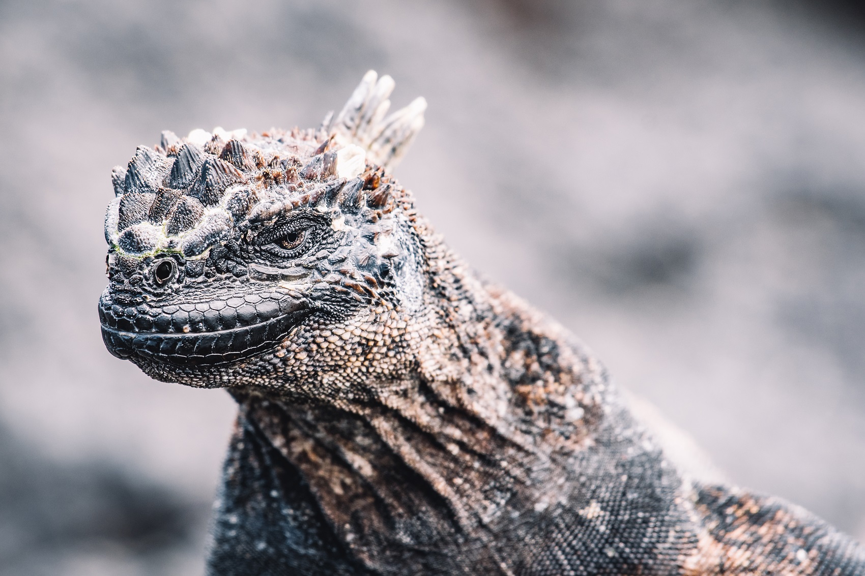 Sessione di ritratto