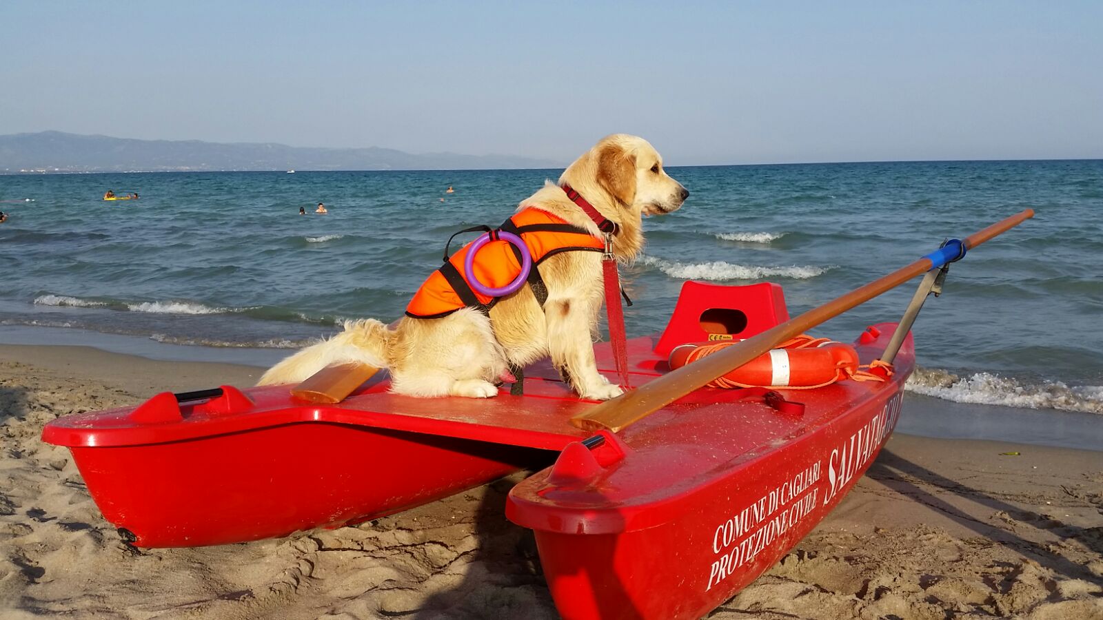 bagnino a quattro zampe