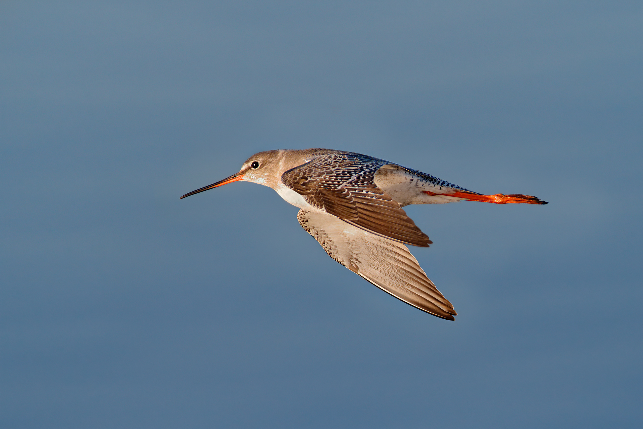 Moorish Totano at Sunset