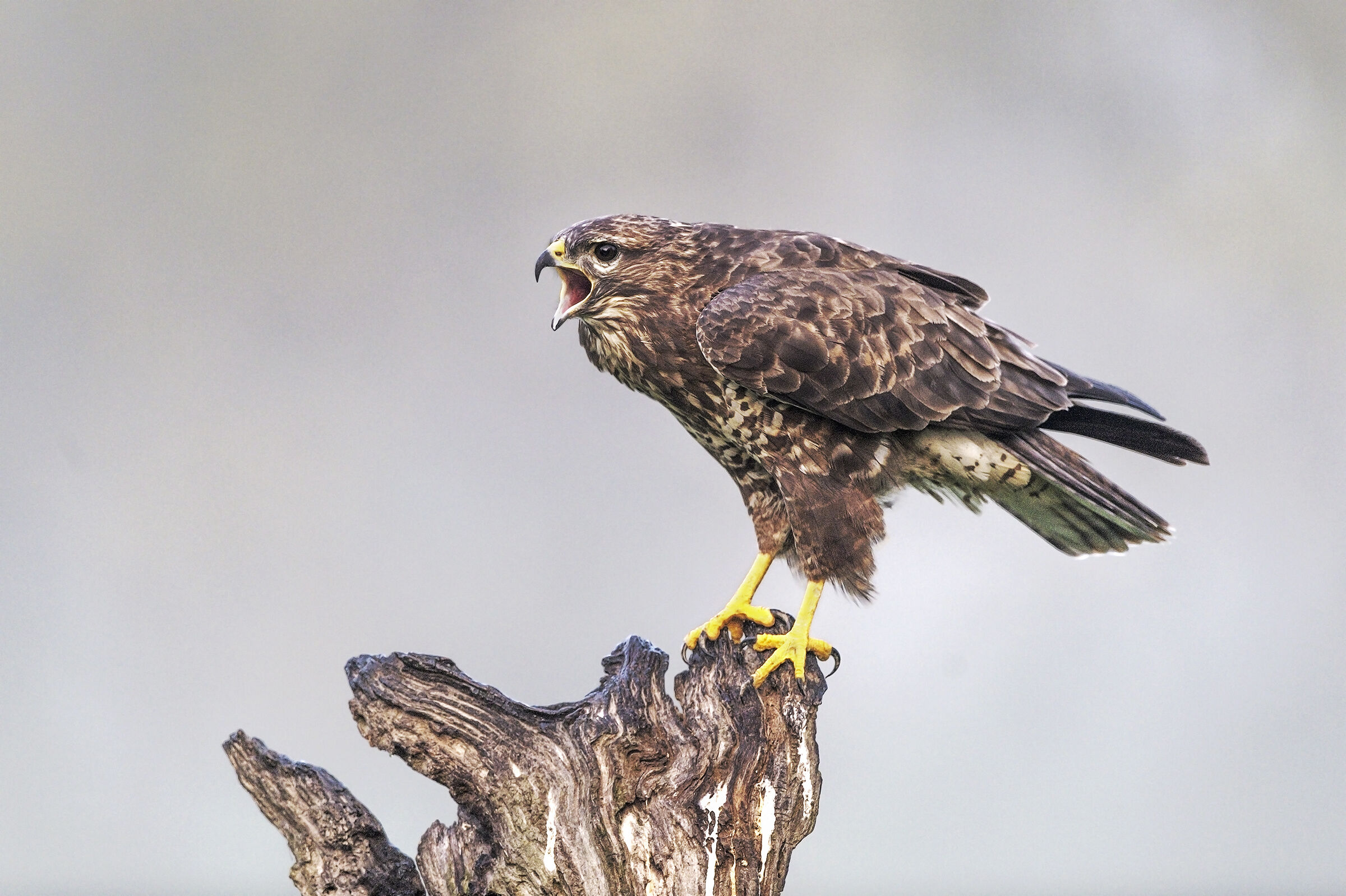 l' urlo della poiana
