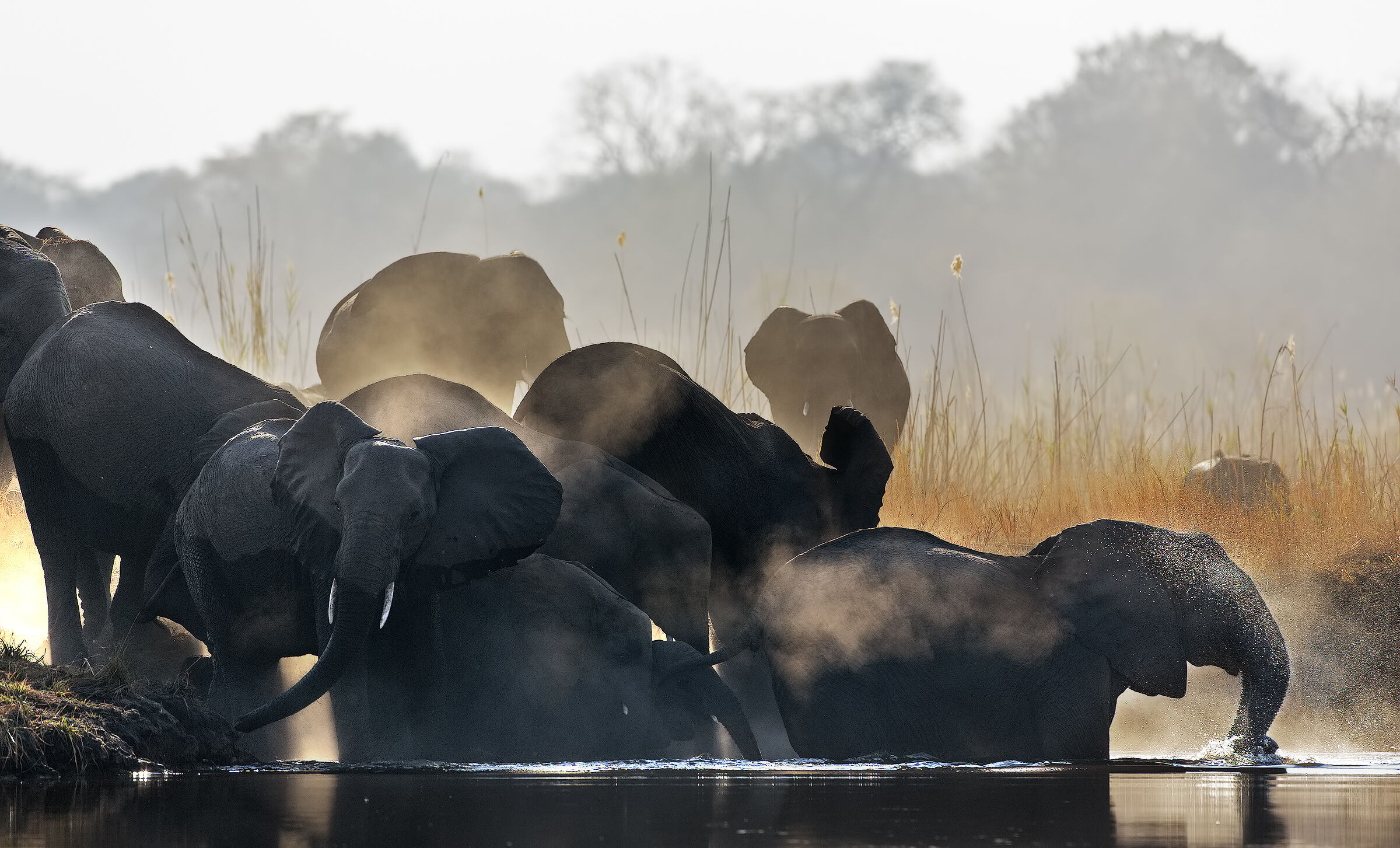 Elefanti al sorgere del sole